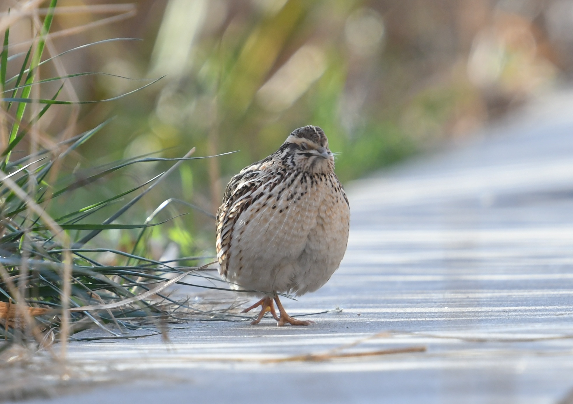 偶遇野鹌鹑(二)