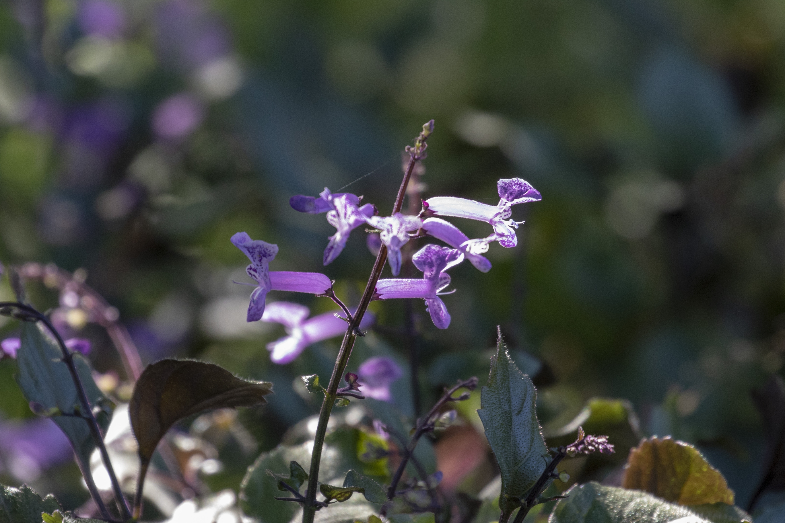 莫娜紫香茶菜vv首发