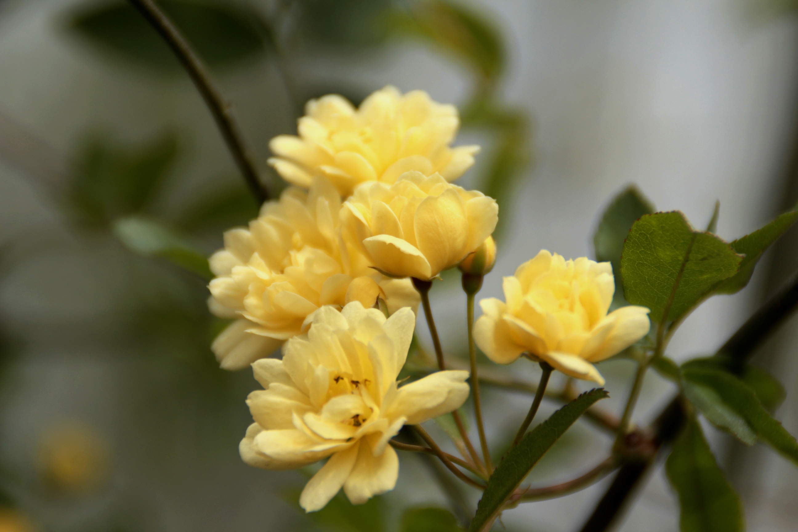 首发花色秀美的木香花