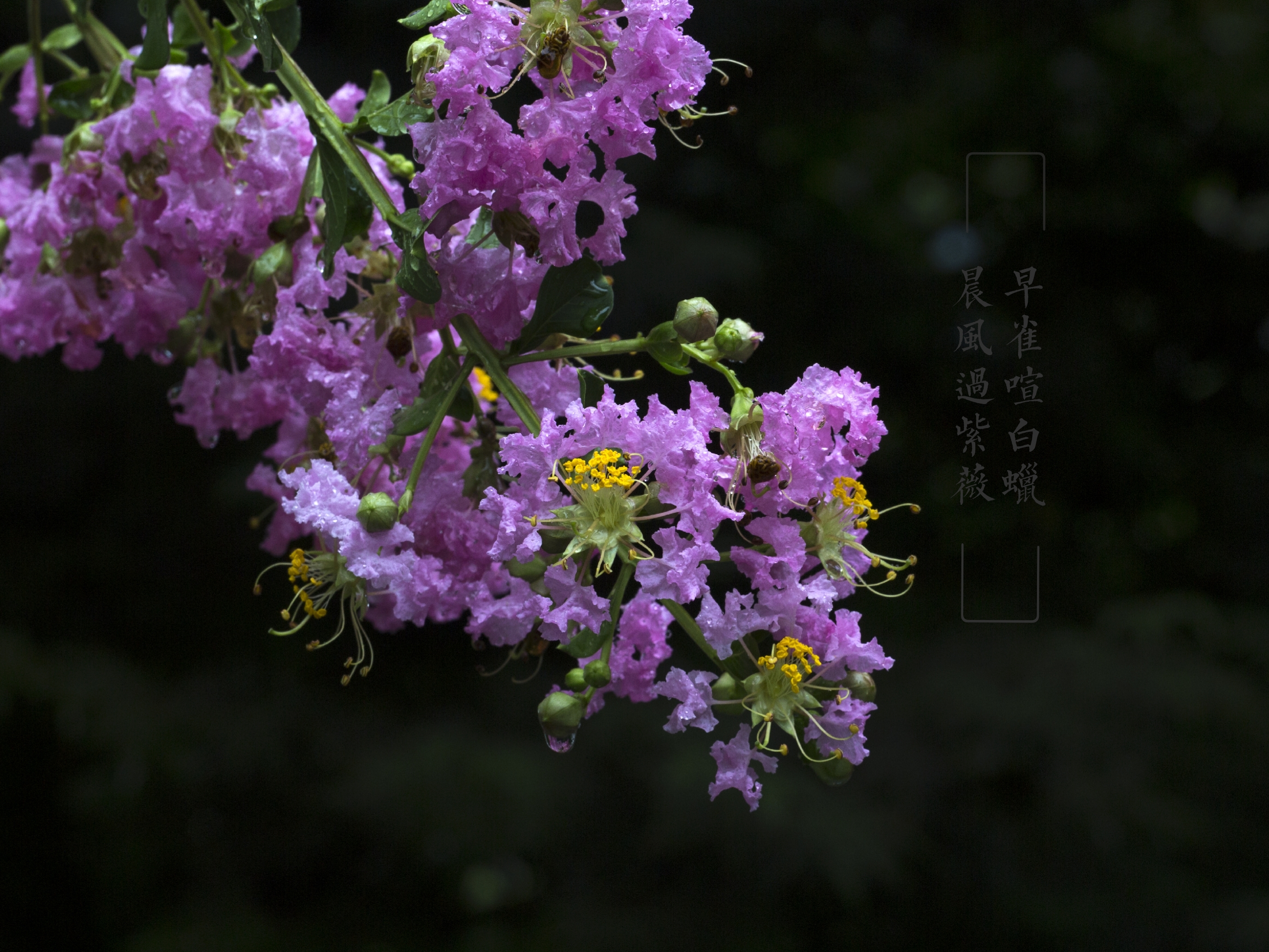 雨中紫薇花(vv首發)