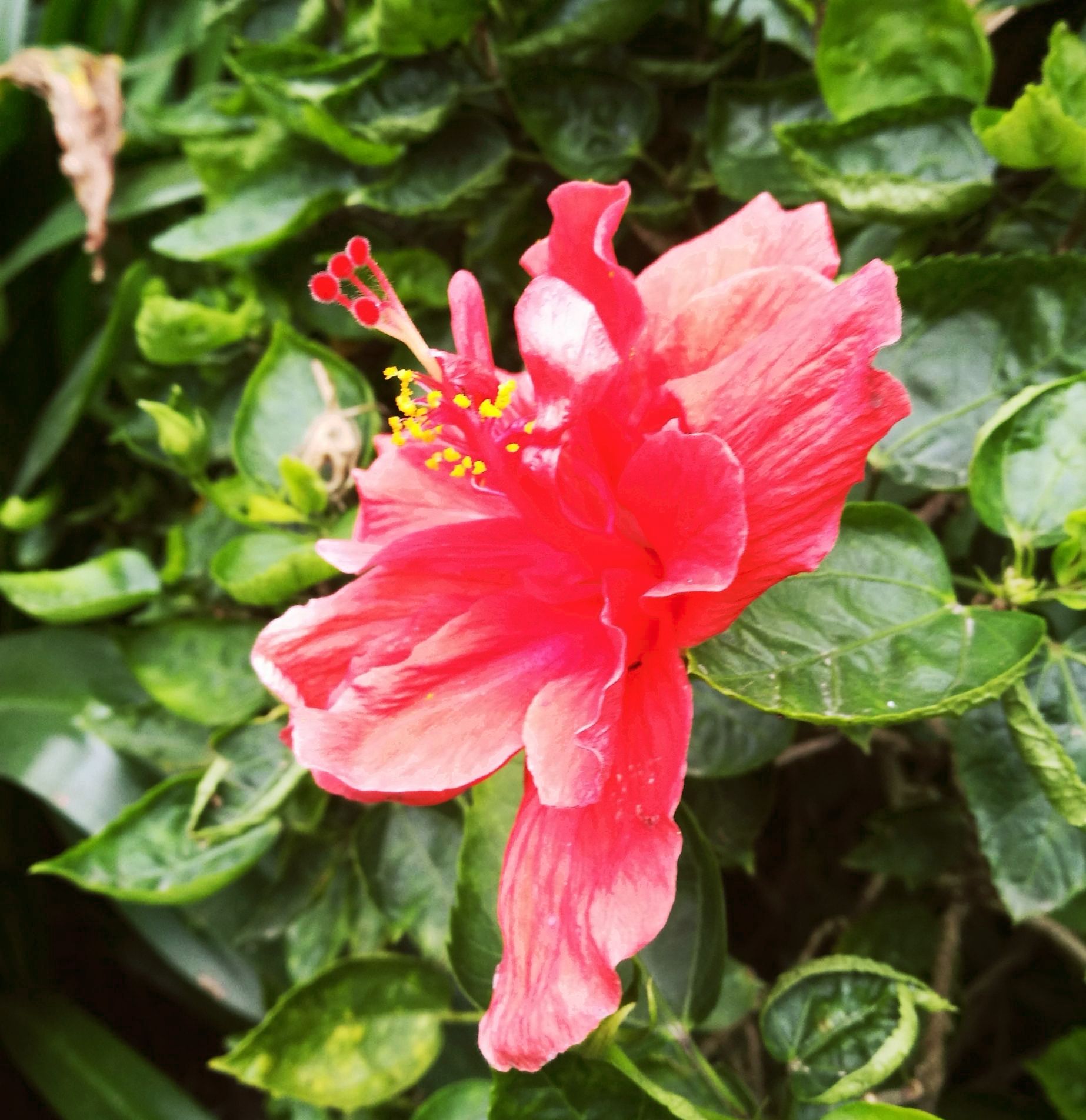 首发火红花贺新年