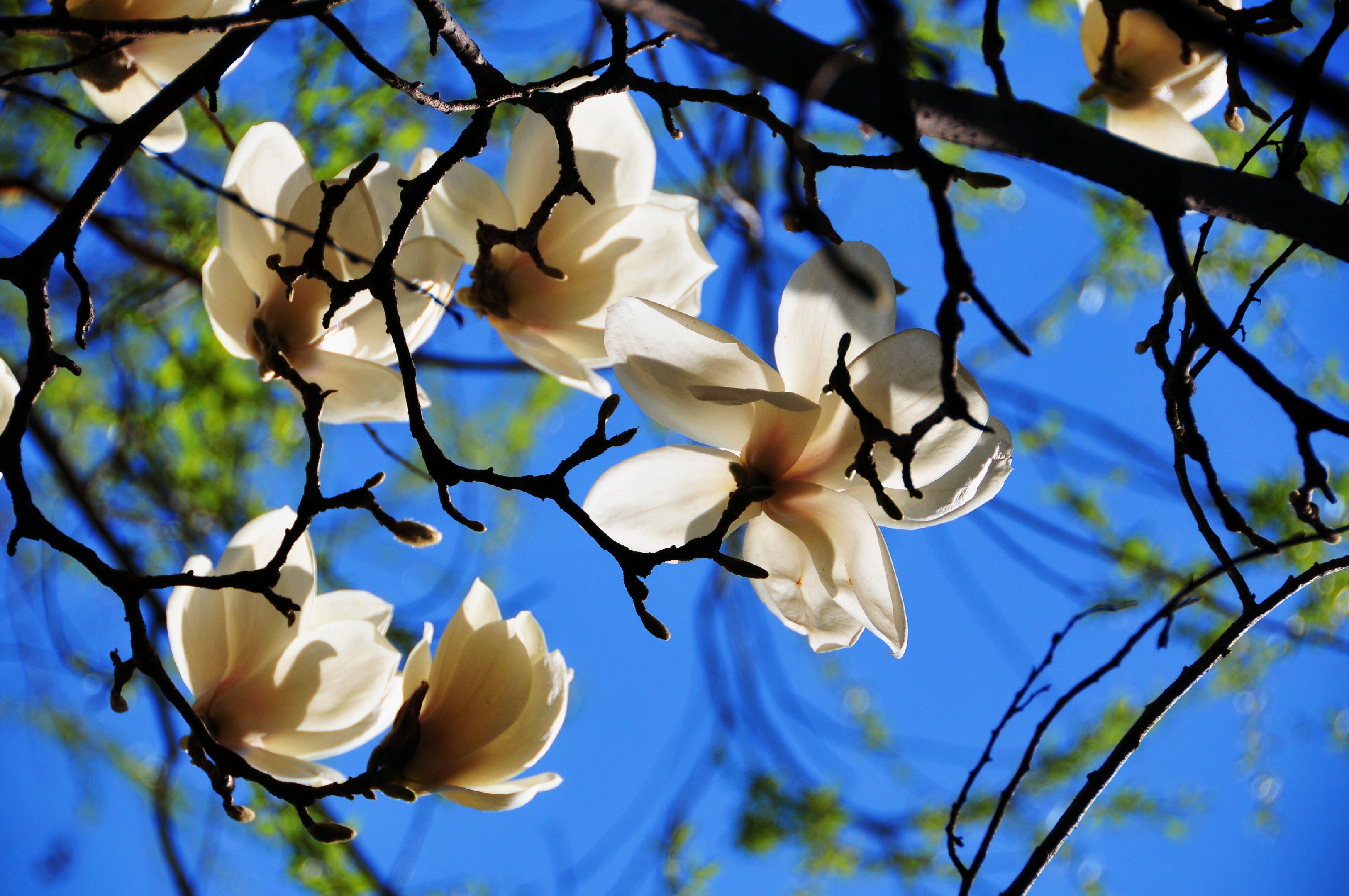 玉兰花开首发原创