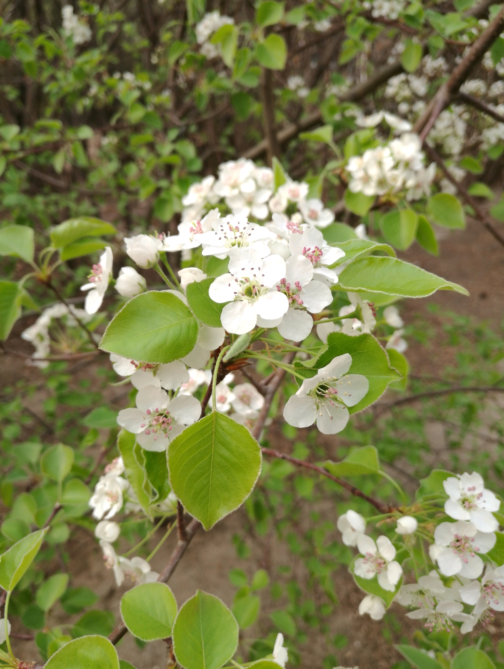 2018春●梨花海棠桃花竞相绽放