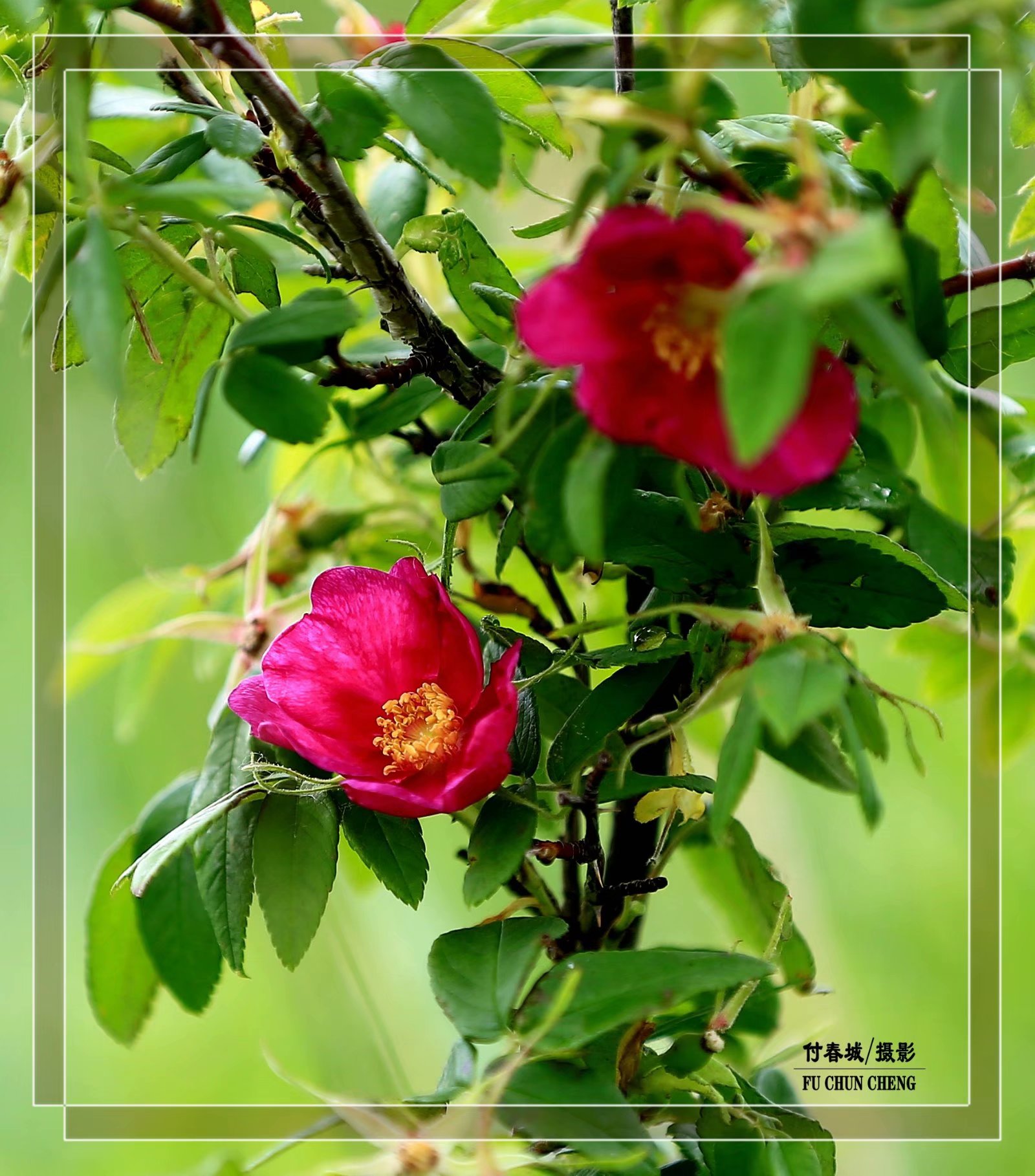 (原创首发)羞红了脸的山刺玫