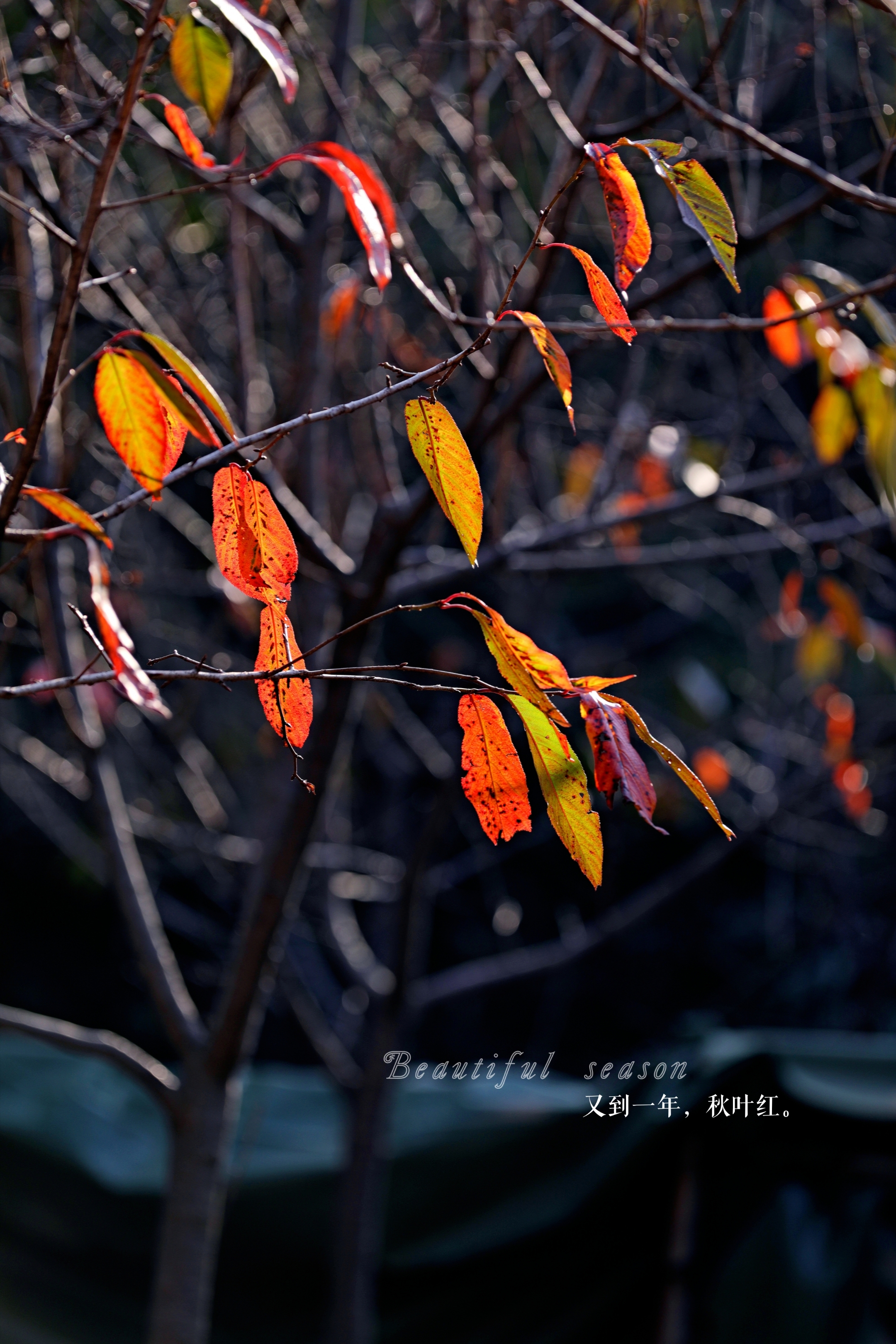 飘零最后的秋叶