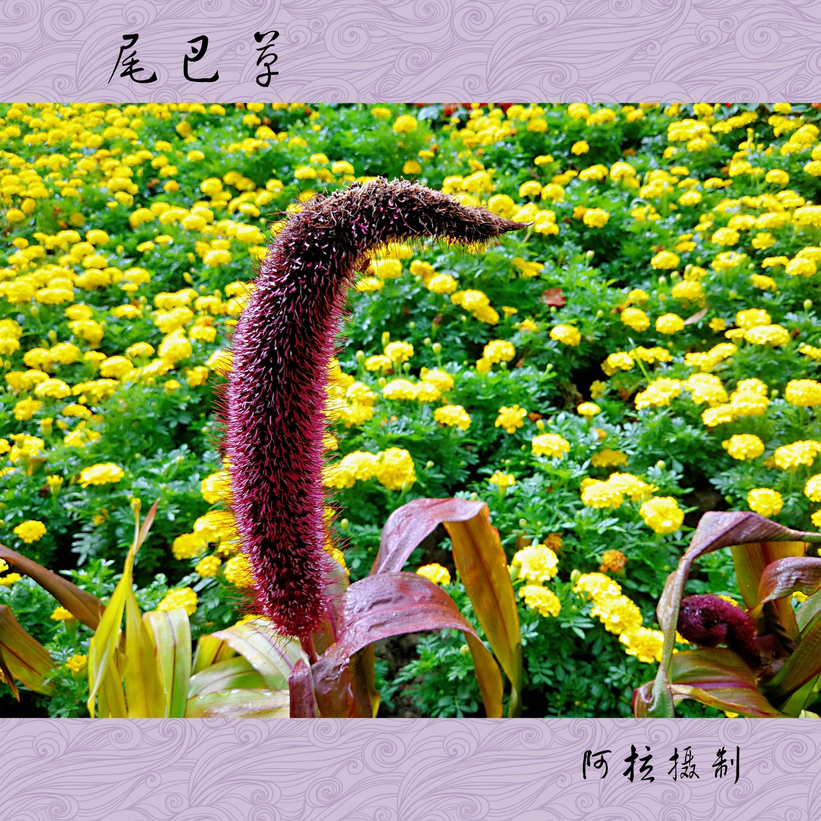 "形色"说是猫尾巴草,我看不像