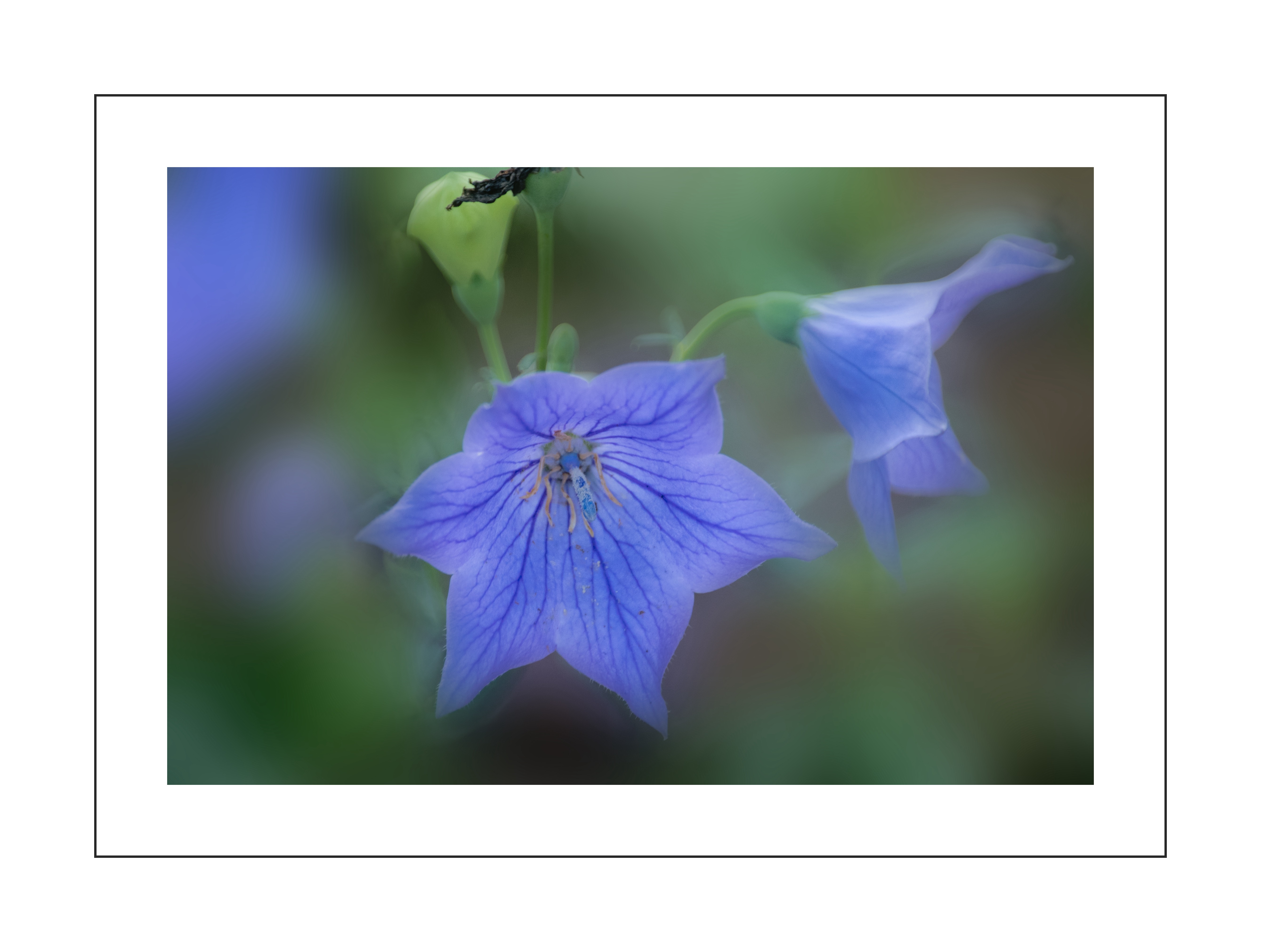 蓝盈盈的桔梗花