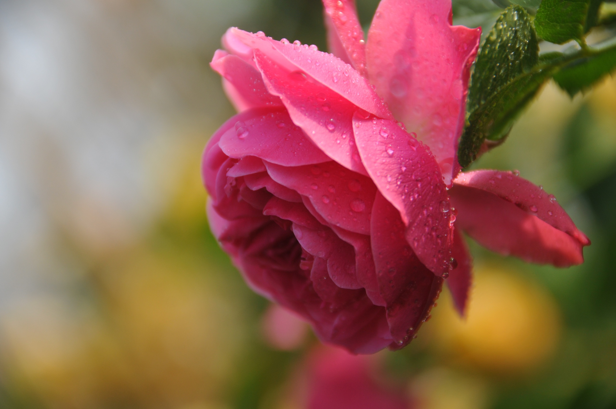 千姿百态的月季 和玫瑰