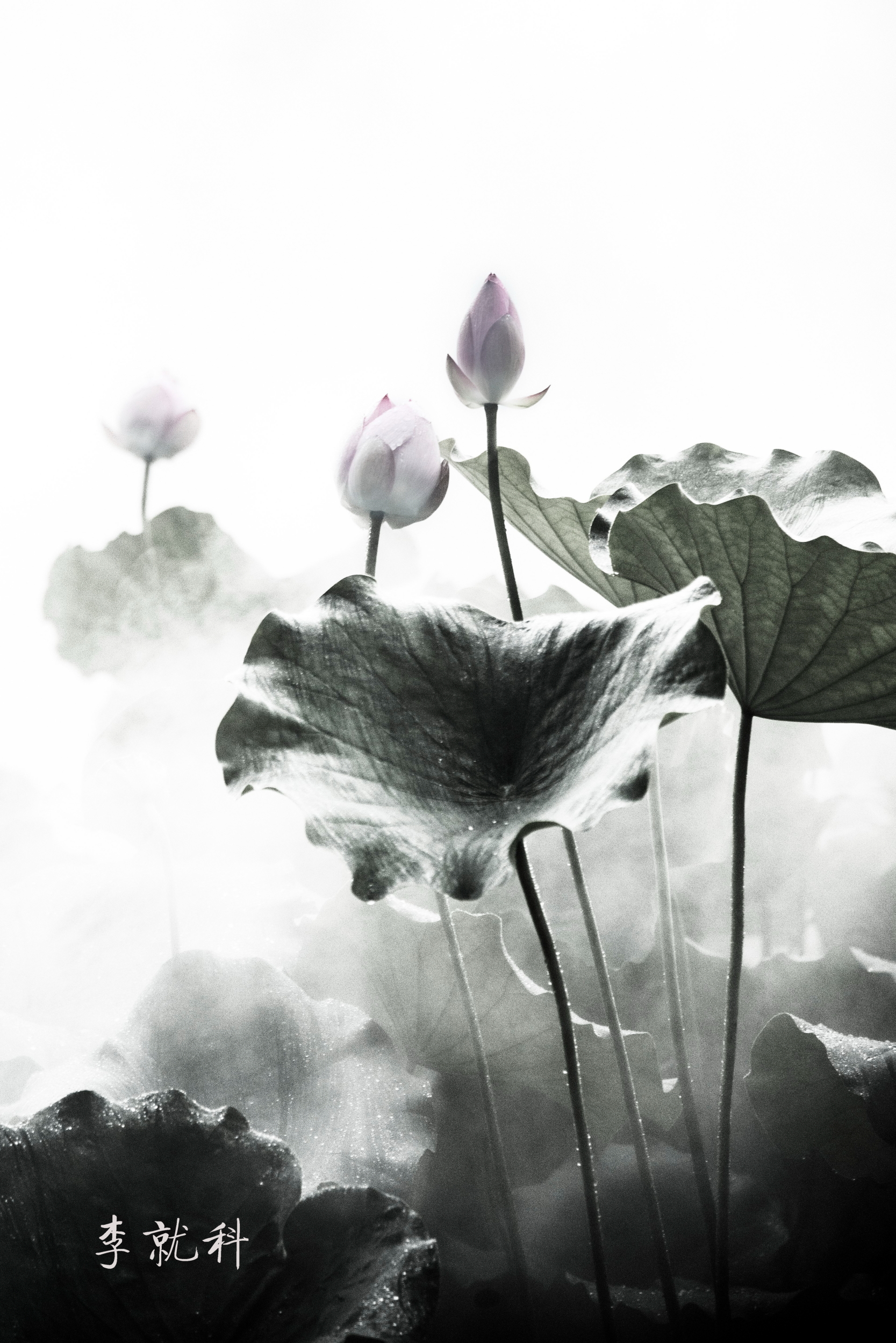 荷韵禅舞(禅城拍荷活动作品集)