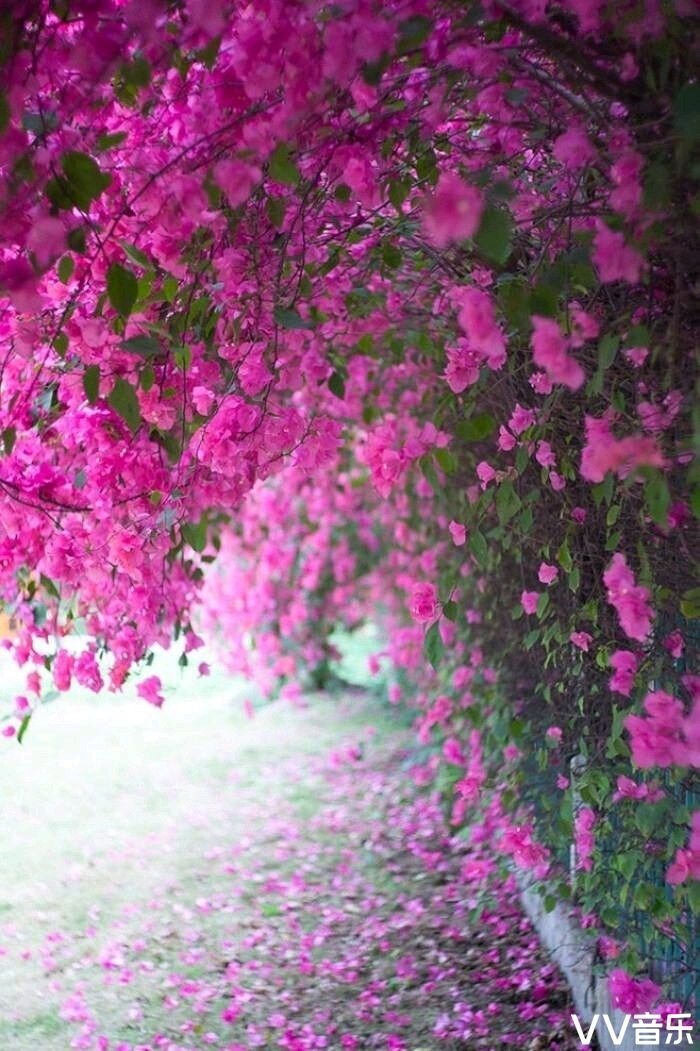 花開花戀花花落花念花原創首發