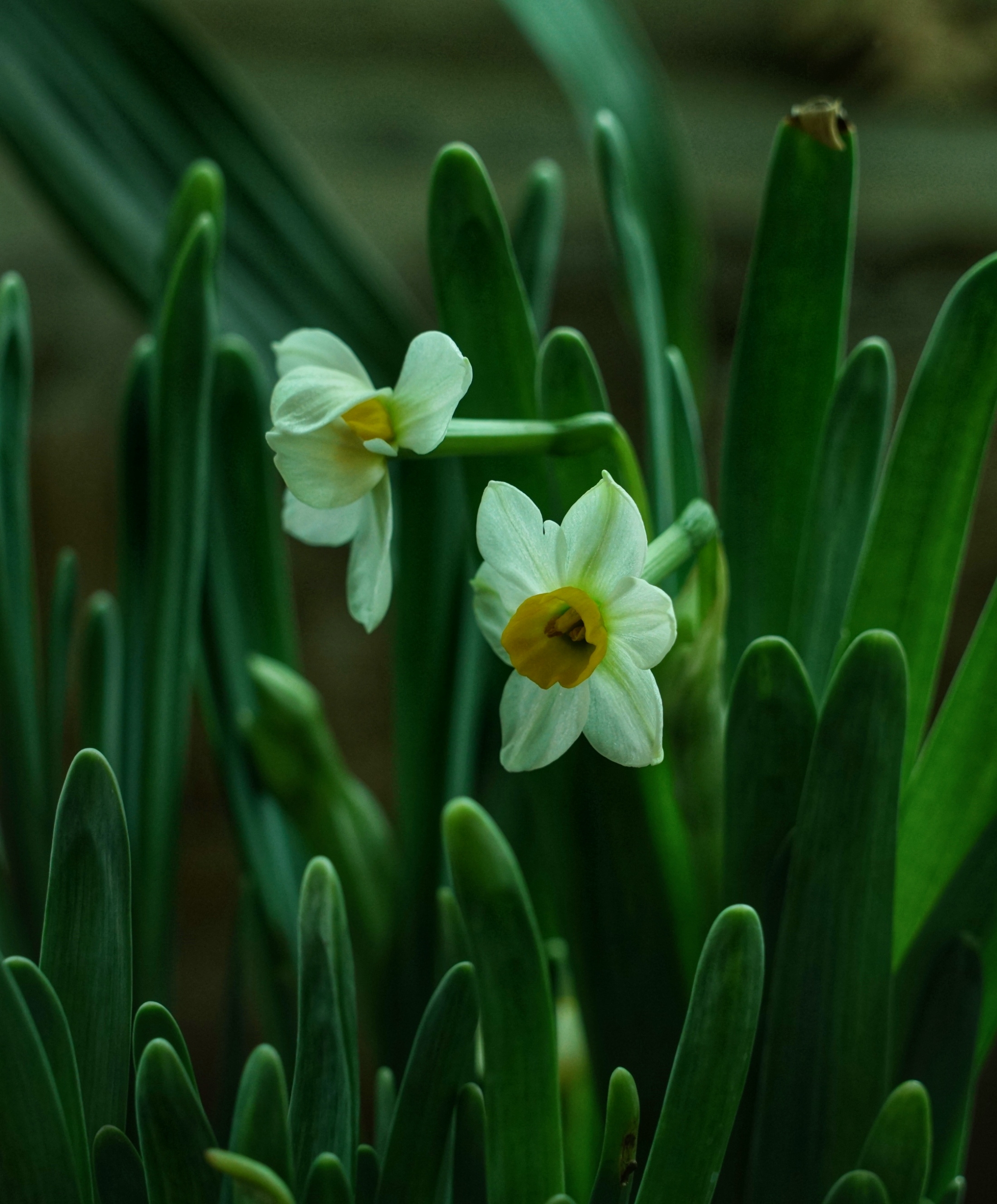 《水仙花》 ——宋 刘克庄 岁华摇落物萧然, 一种清风绝可怜.