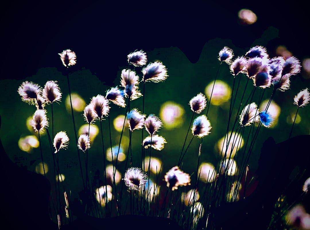 独守秋夜          (原创) 今夜的星空辽阔 寒意突如其来 零落的虫 