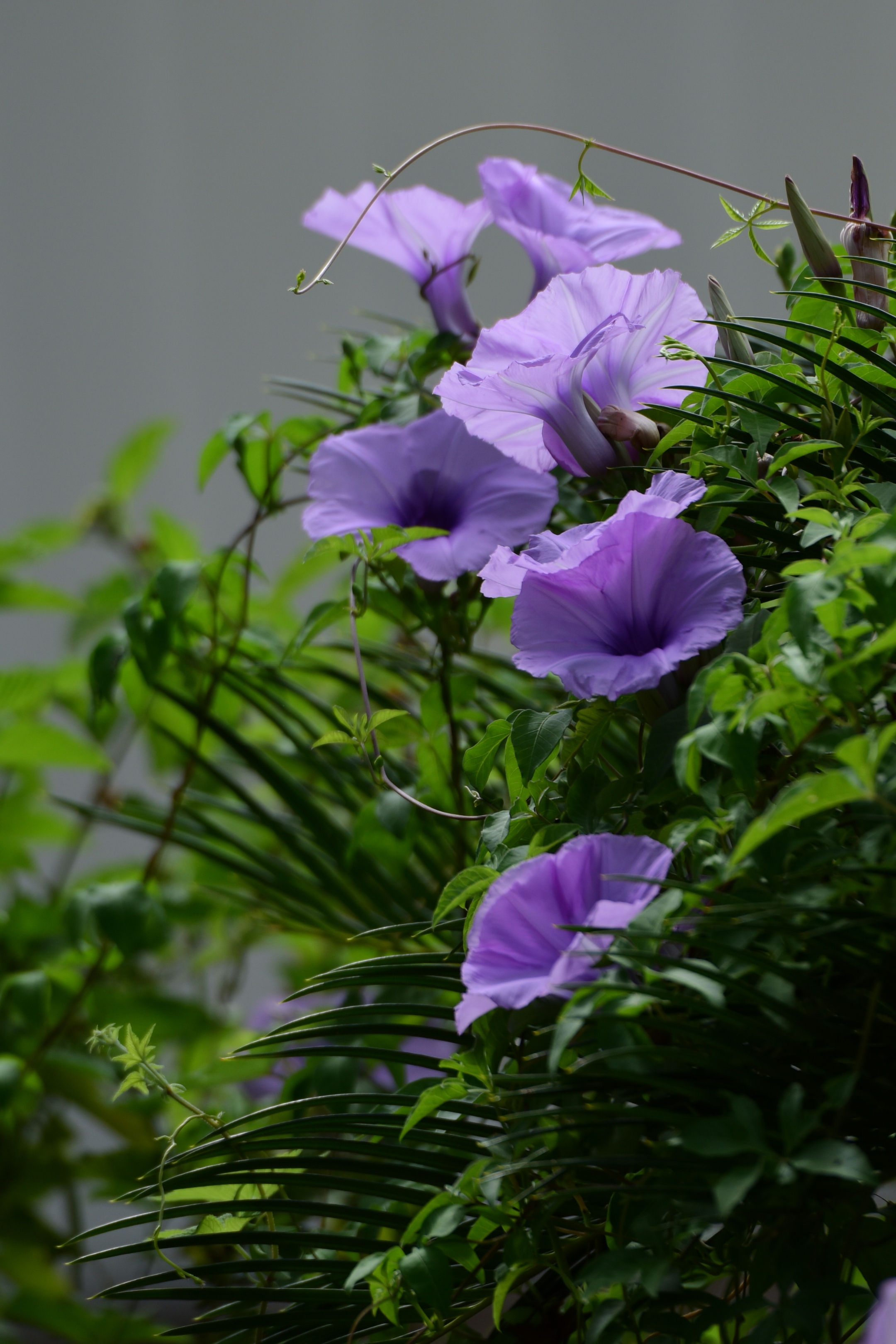 野牵牛首发