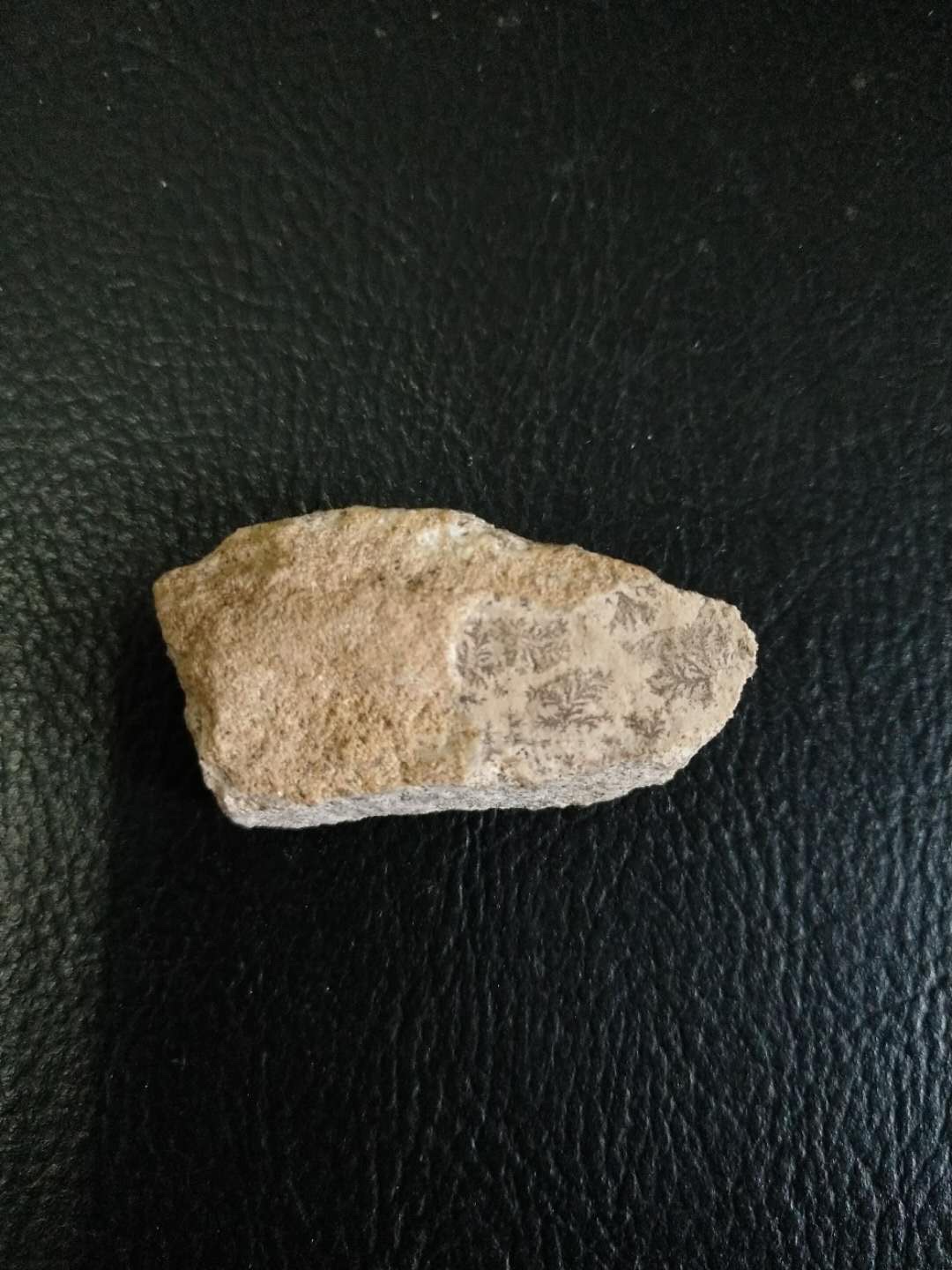 海藻化石(原创)