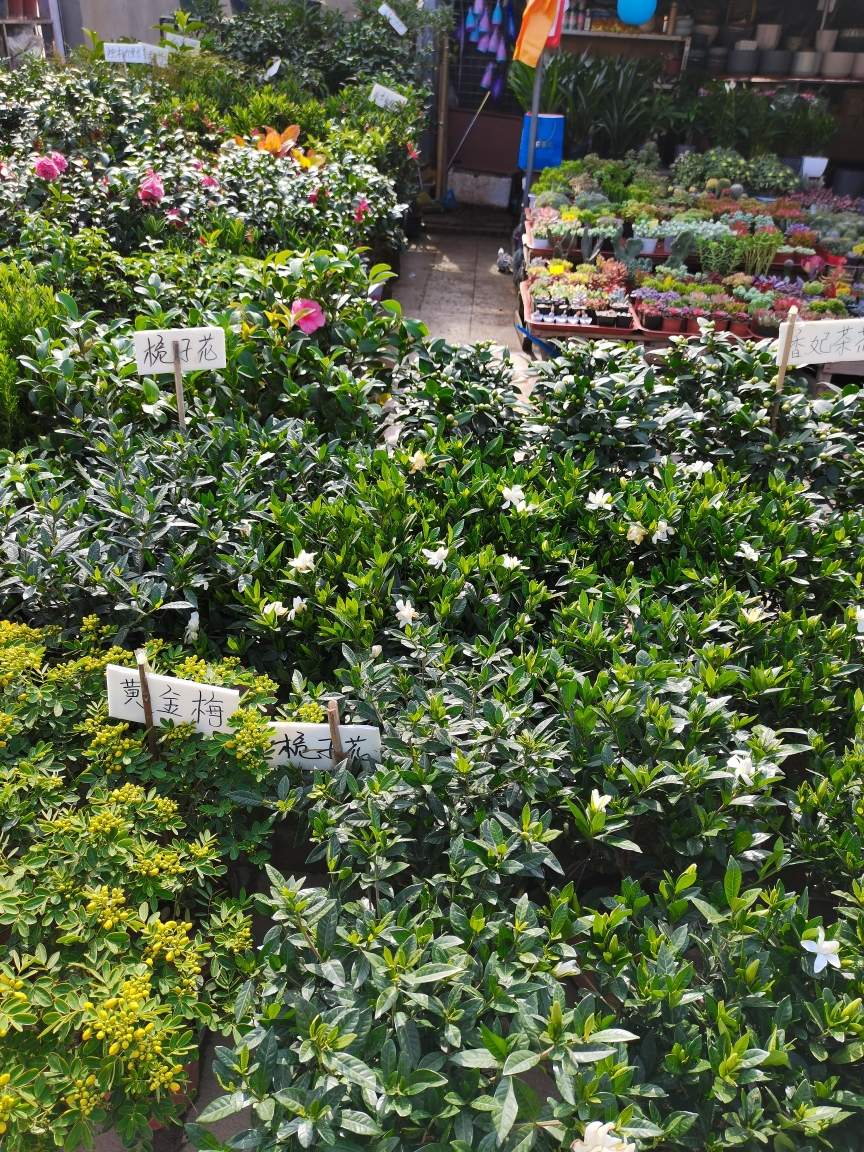 西安市长乐花卉市场掠影