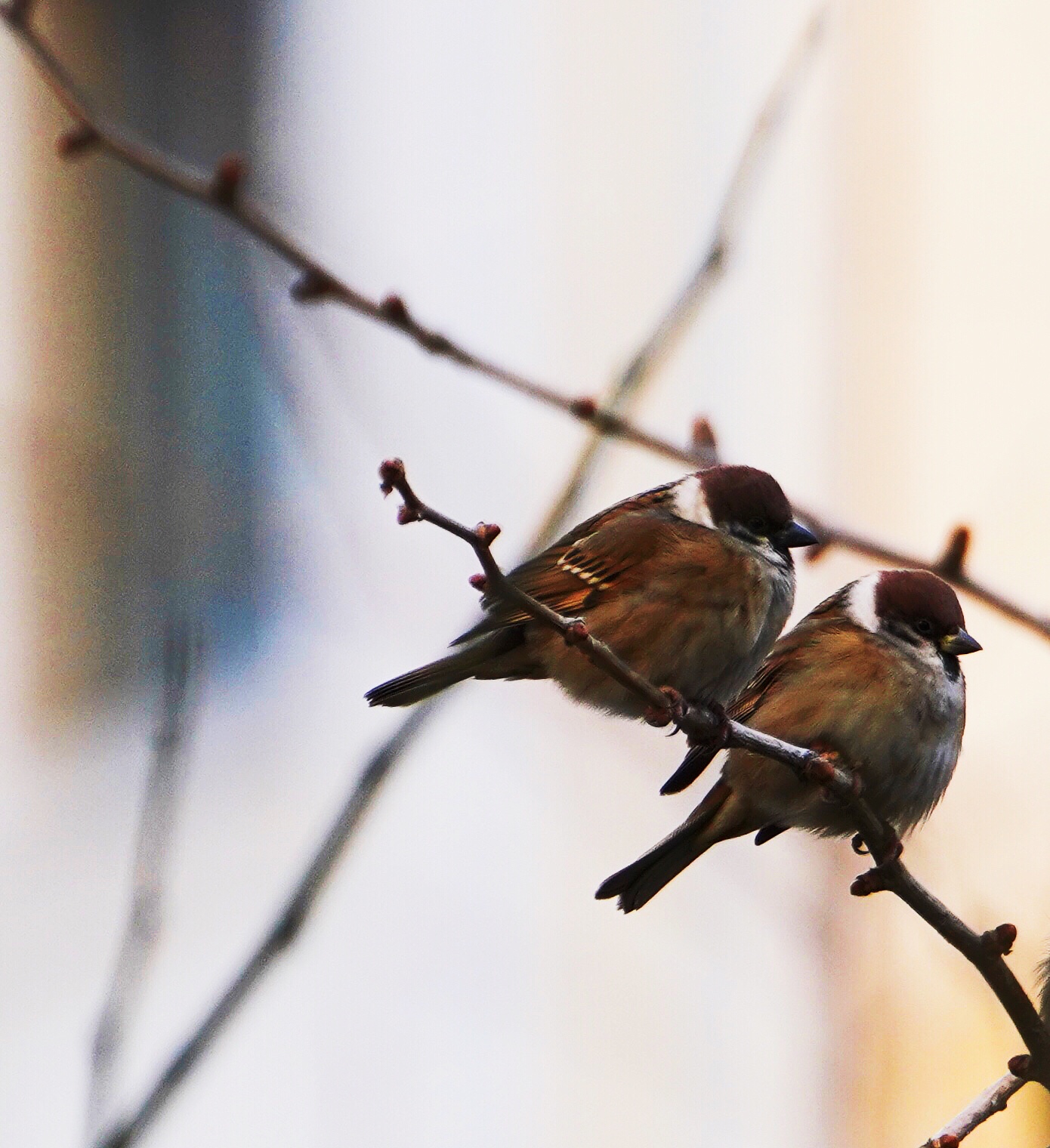 《快看 树上长了一群麻雀》