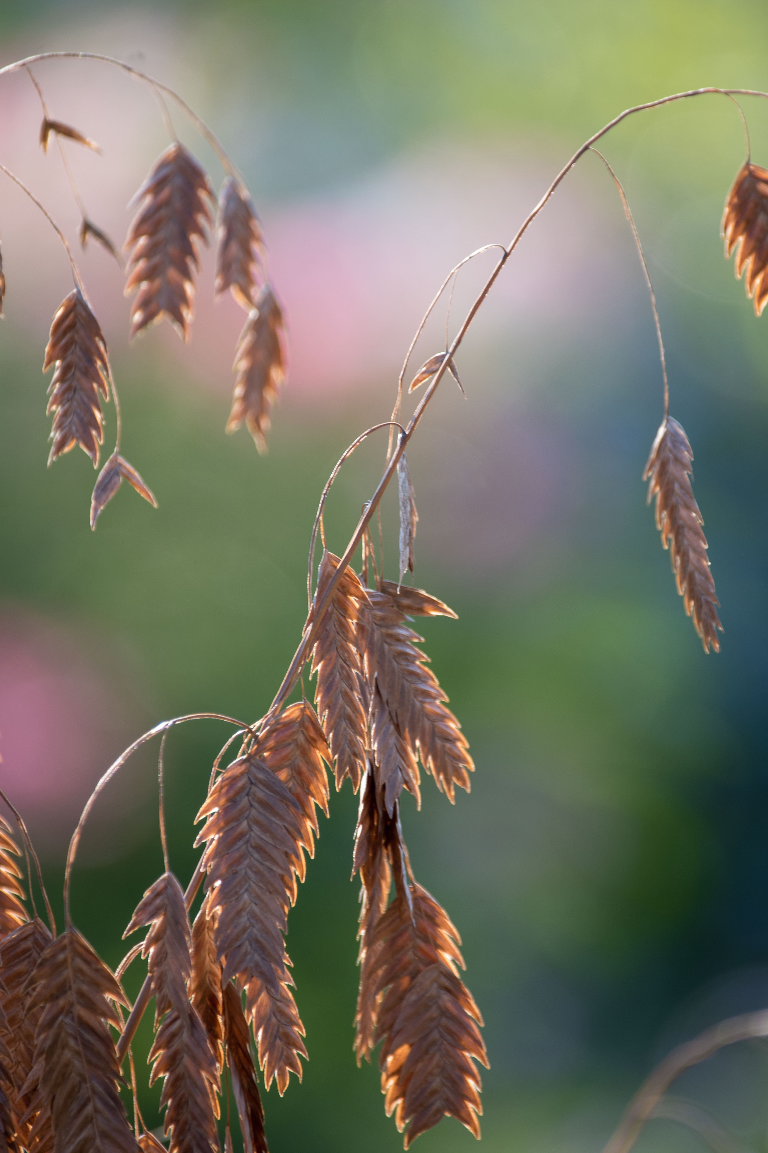 秋天的小盼草首发