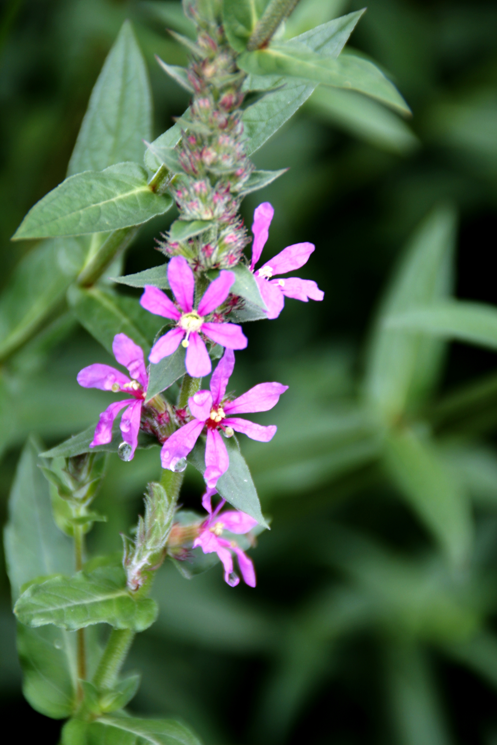 心灵摄影【美摄视界】:【首发】淡雅迷人的千屈菜 - vv