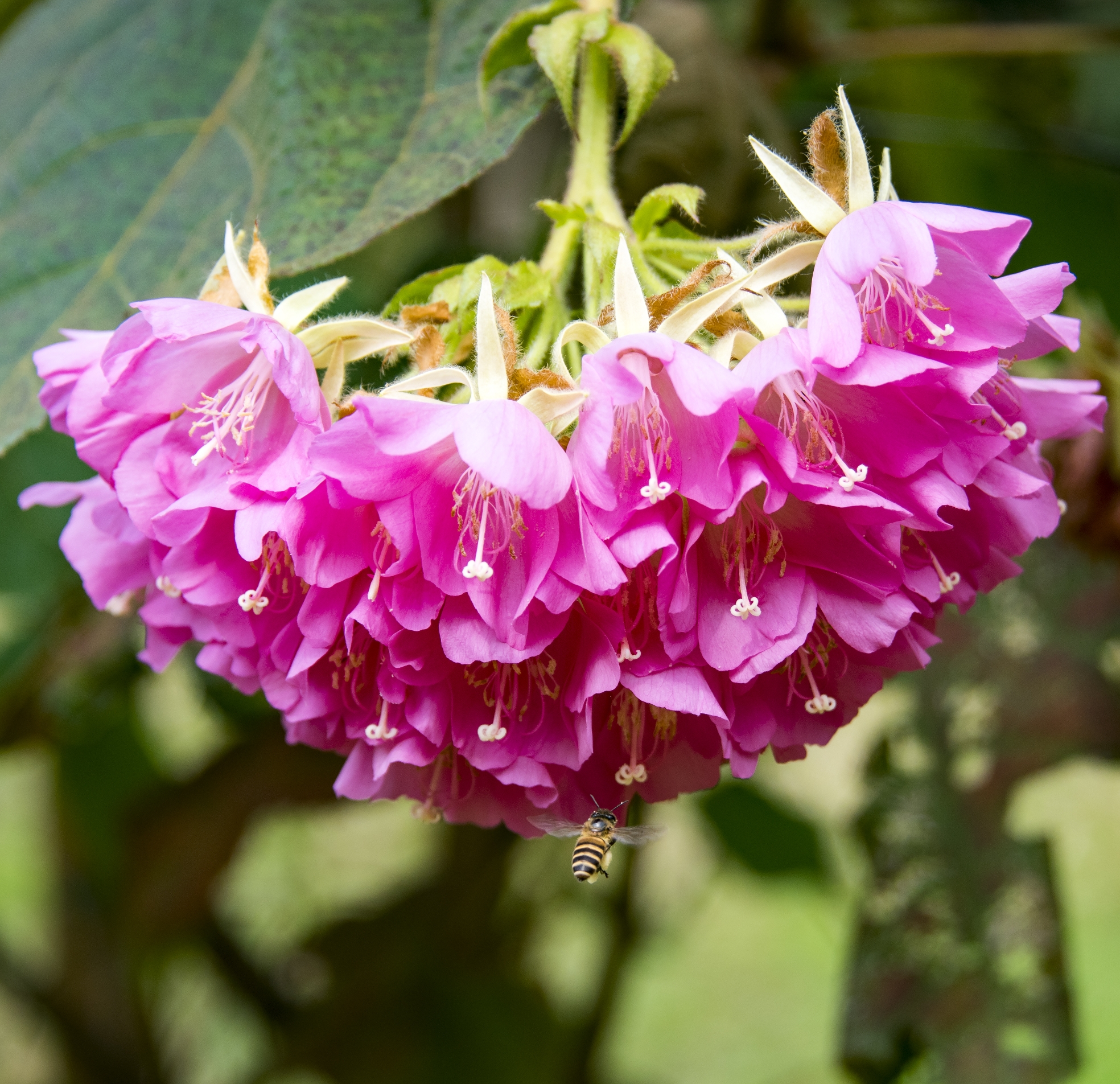 非洲芙蓉花【首发】