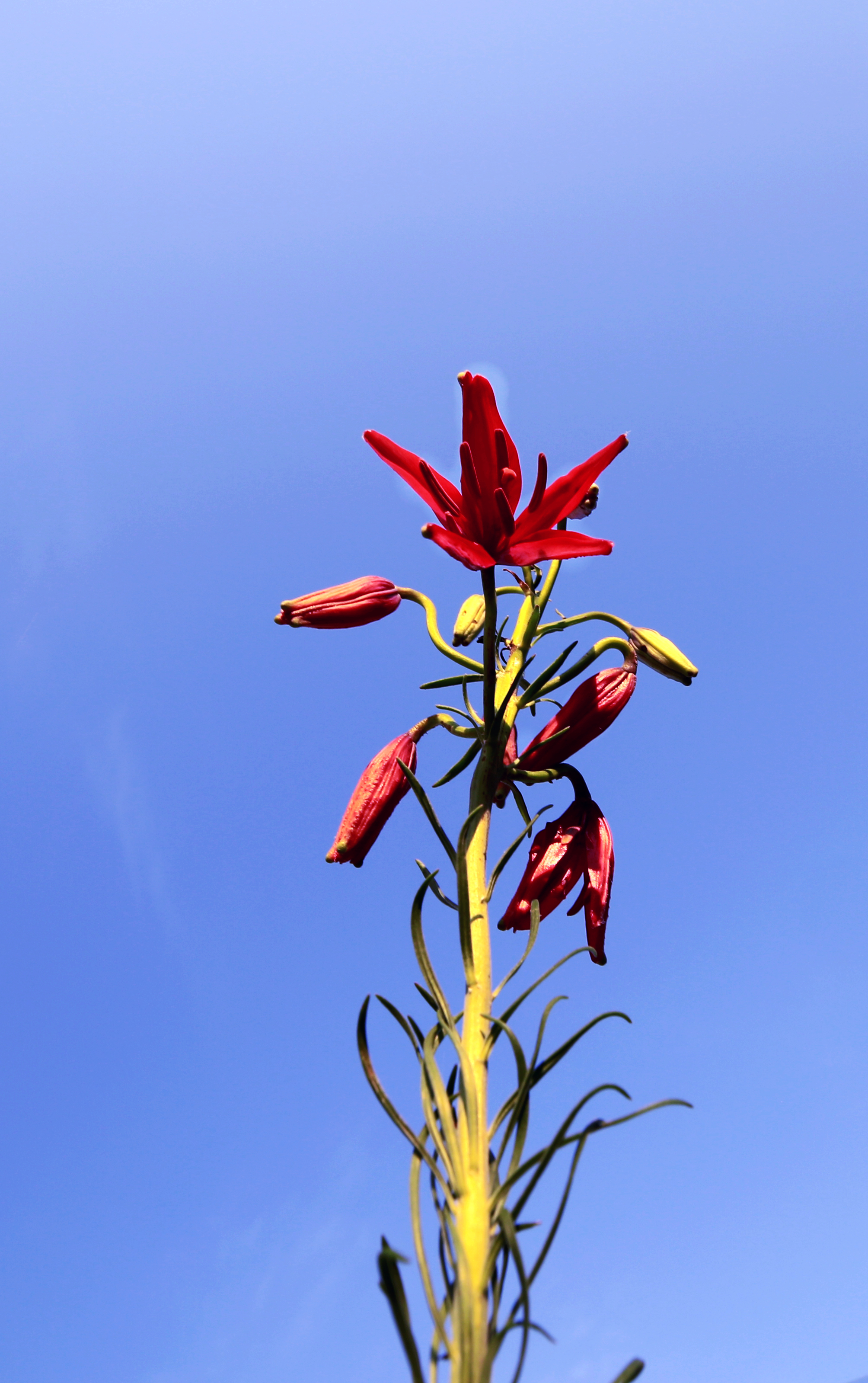 山丹丹开花红艳艳