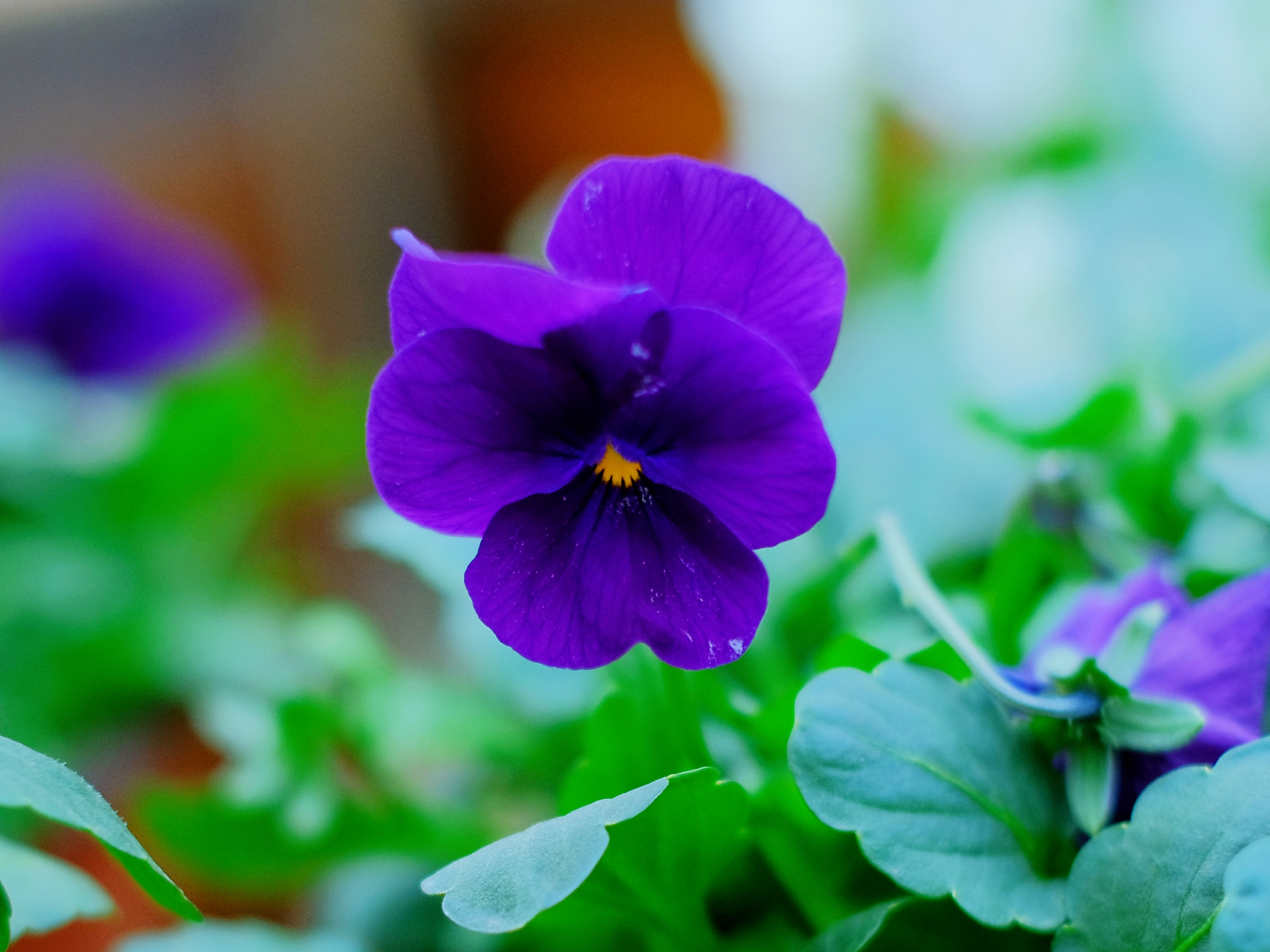 美拍梦幻角堇花