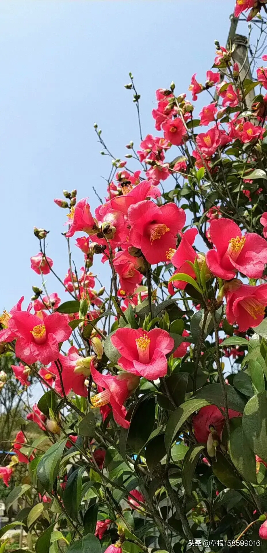 我们相约在花红草绿, 山青水秀的春天!