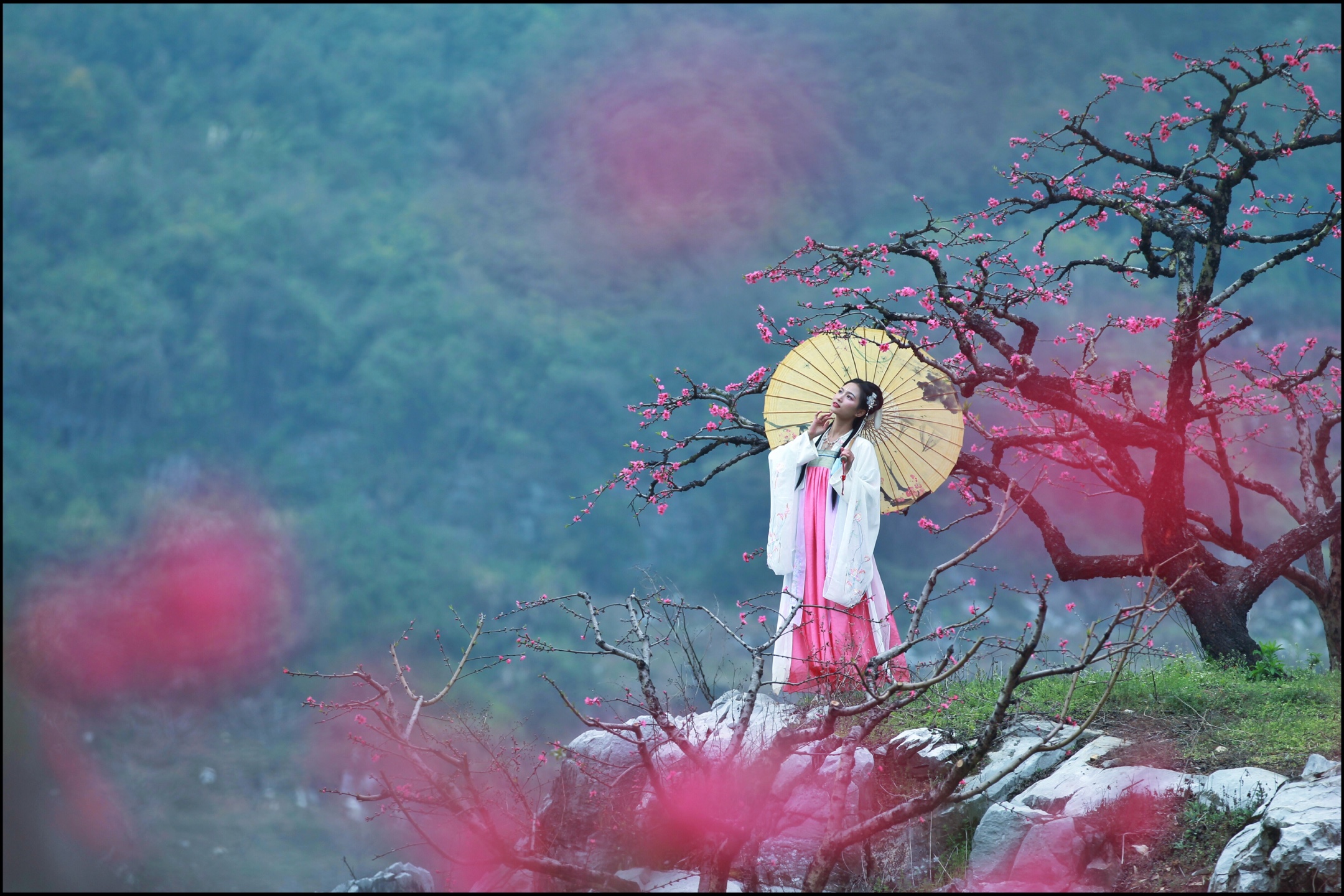 百亩庭中半是苔,桃花净尽菜花开—刘禹锡《再游玄都观》