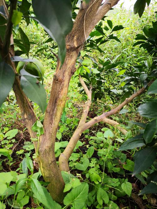 人无脸树无皮图片来源网络