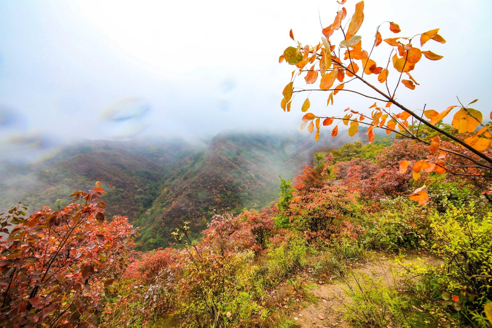 雾锁甘山叶更红
