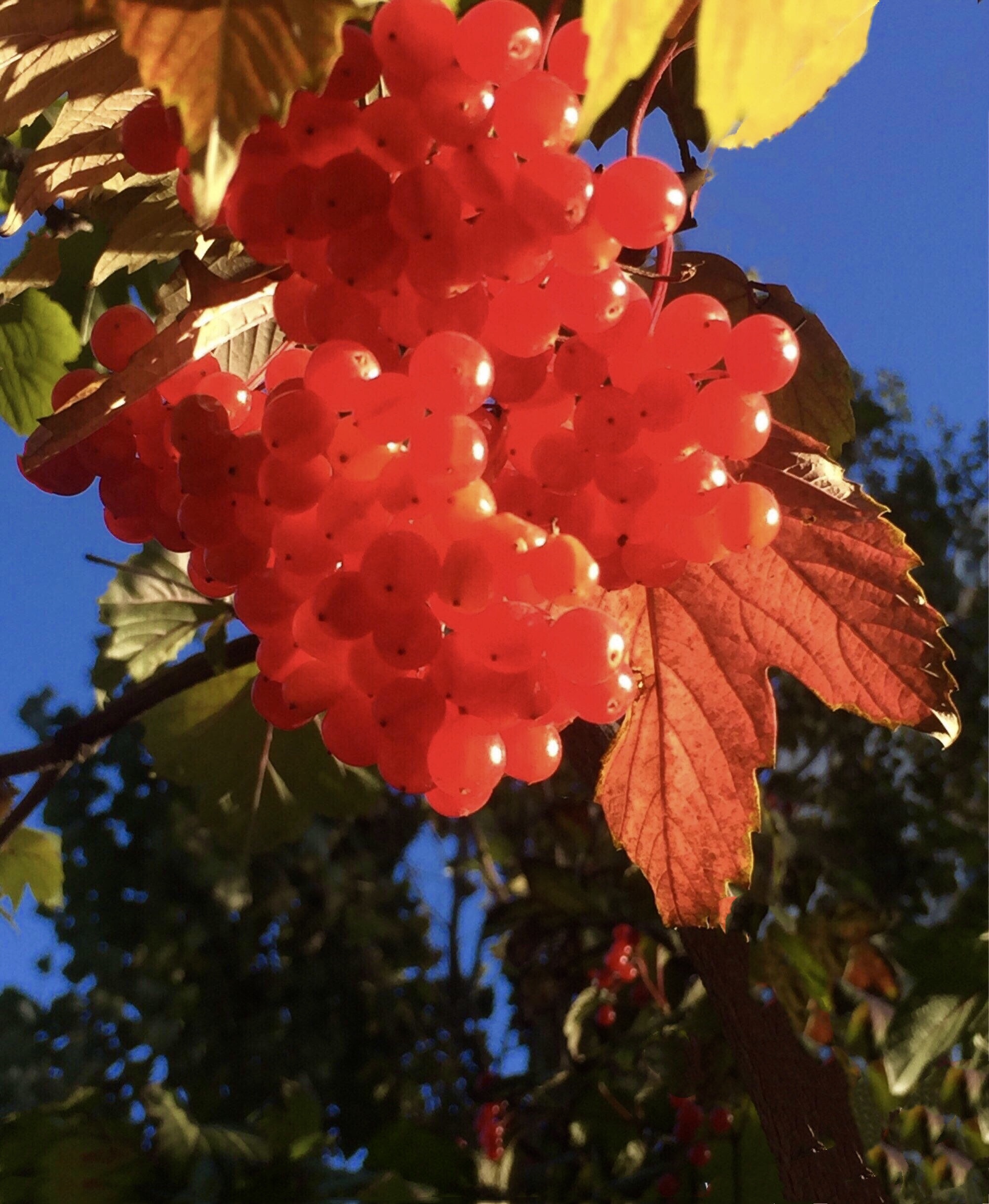 血红的天目琼花果