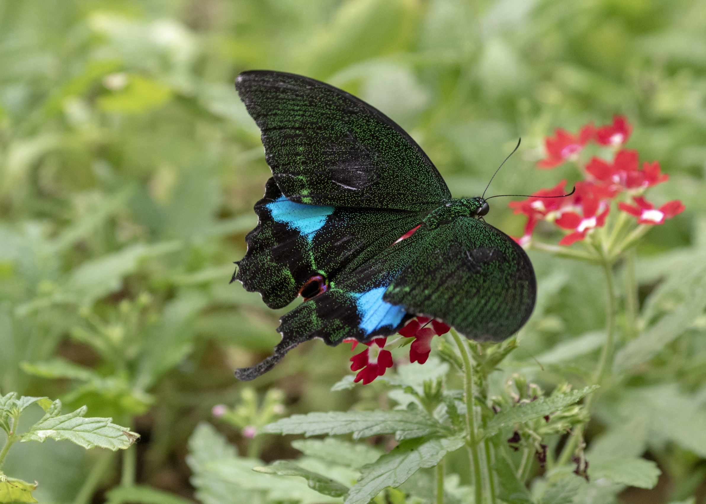 台湾碧凤蝶vv首发