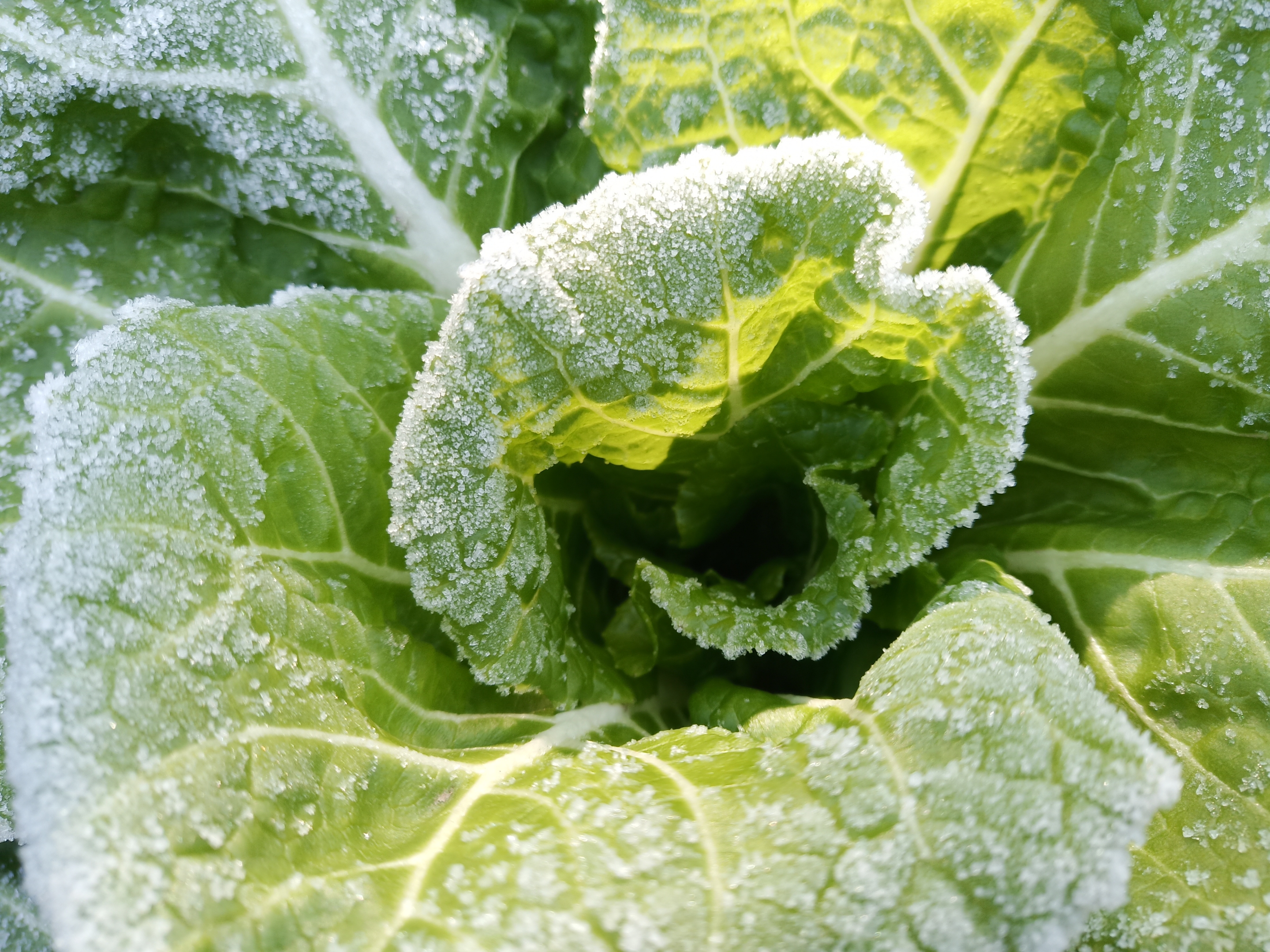 霜打蔬菜分外甜图片图片