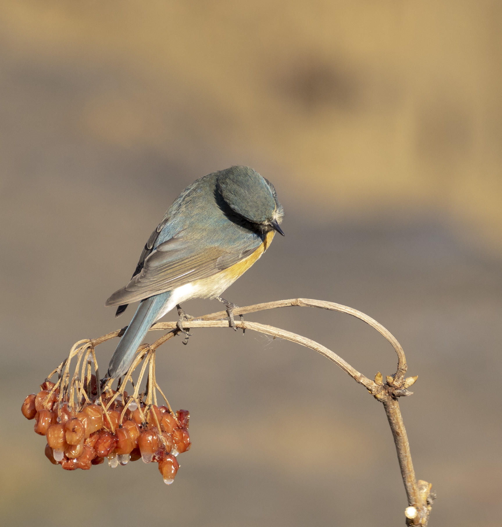 【首发】奥森冬日拍鸟～红胁蓝尾鸲