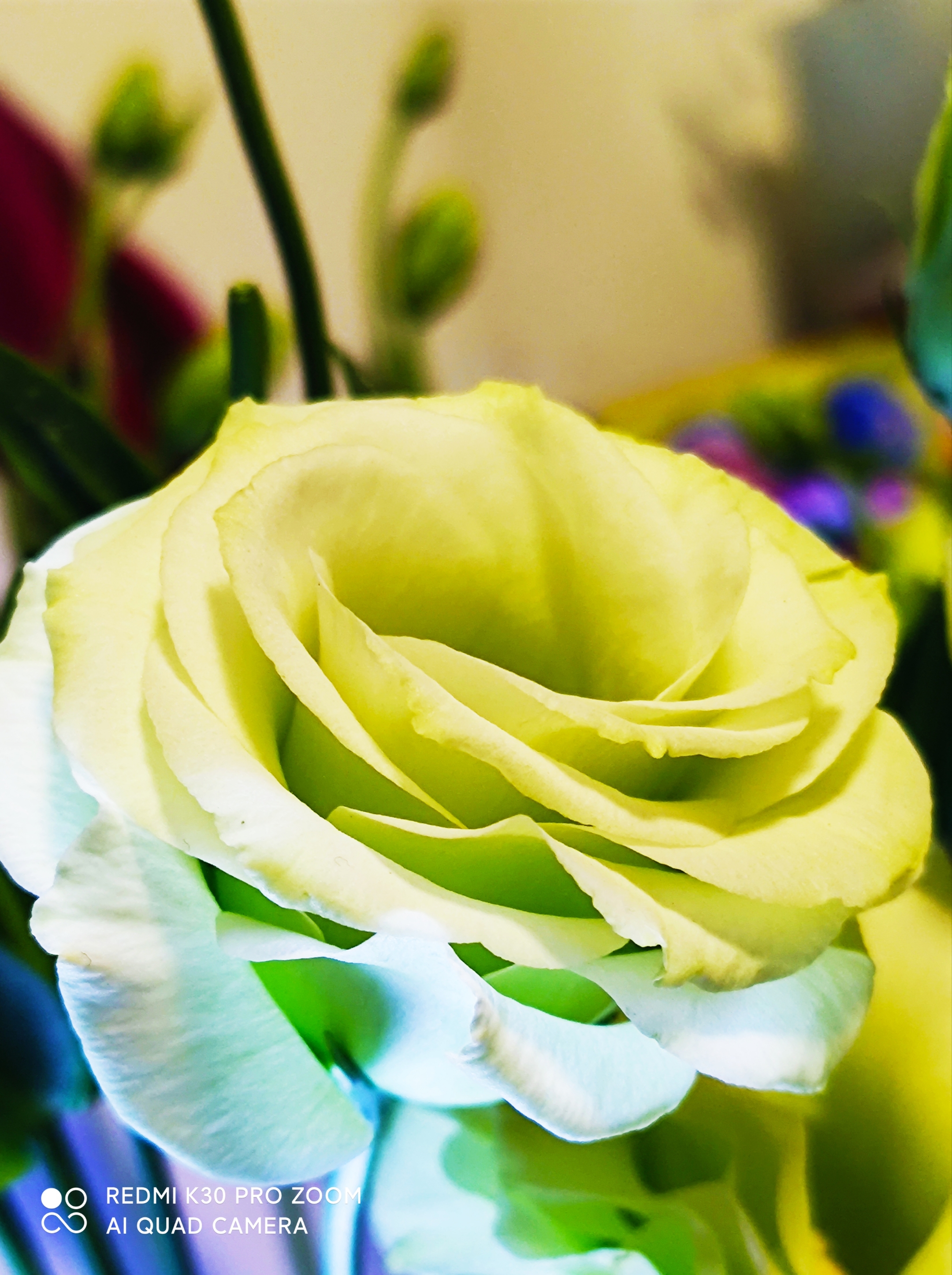 绿色的洋桔梗花vⅤ首发