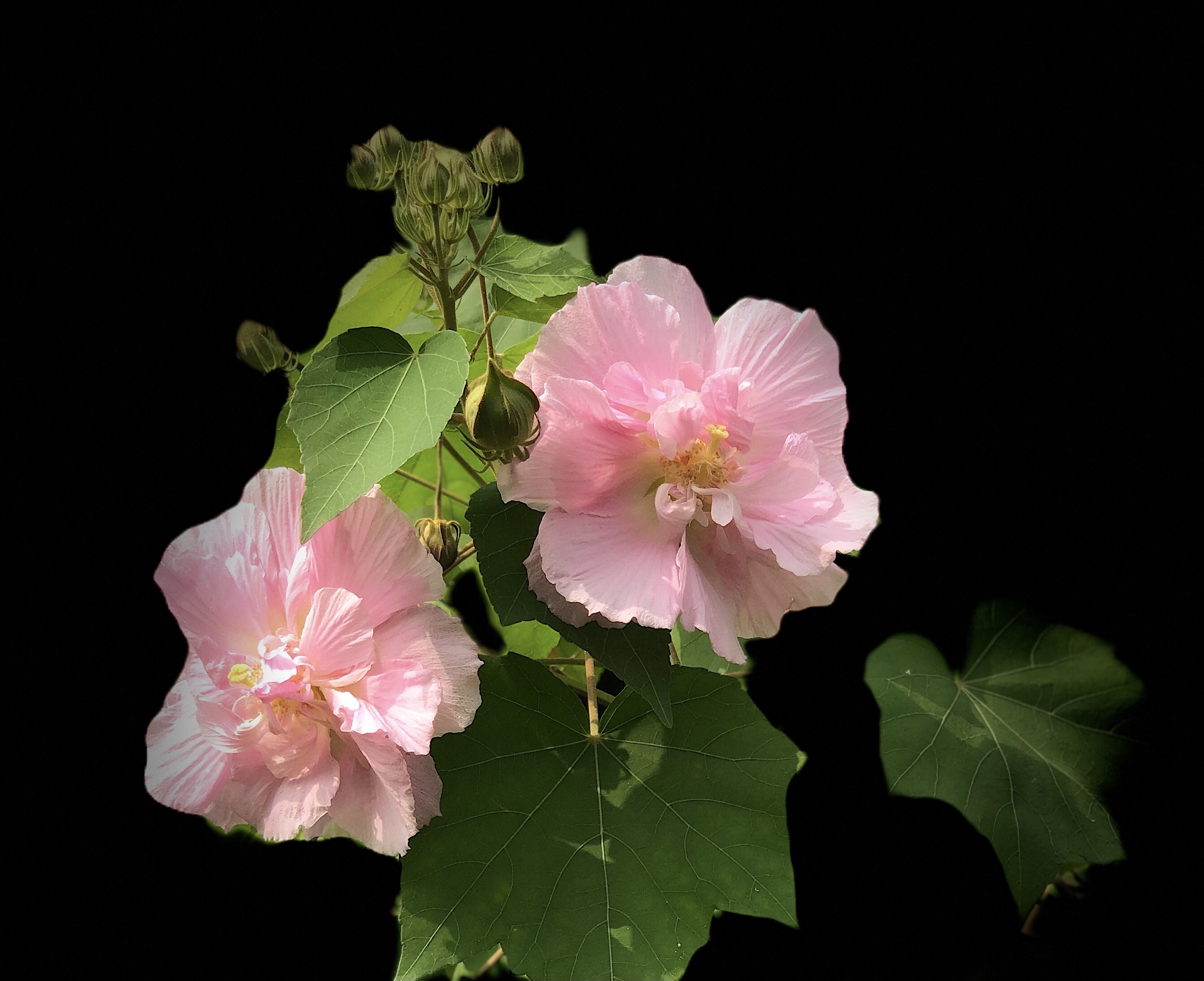 原创首发金秋十月赏芙蓉