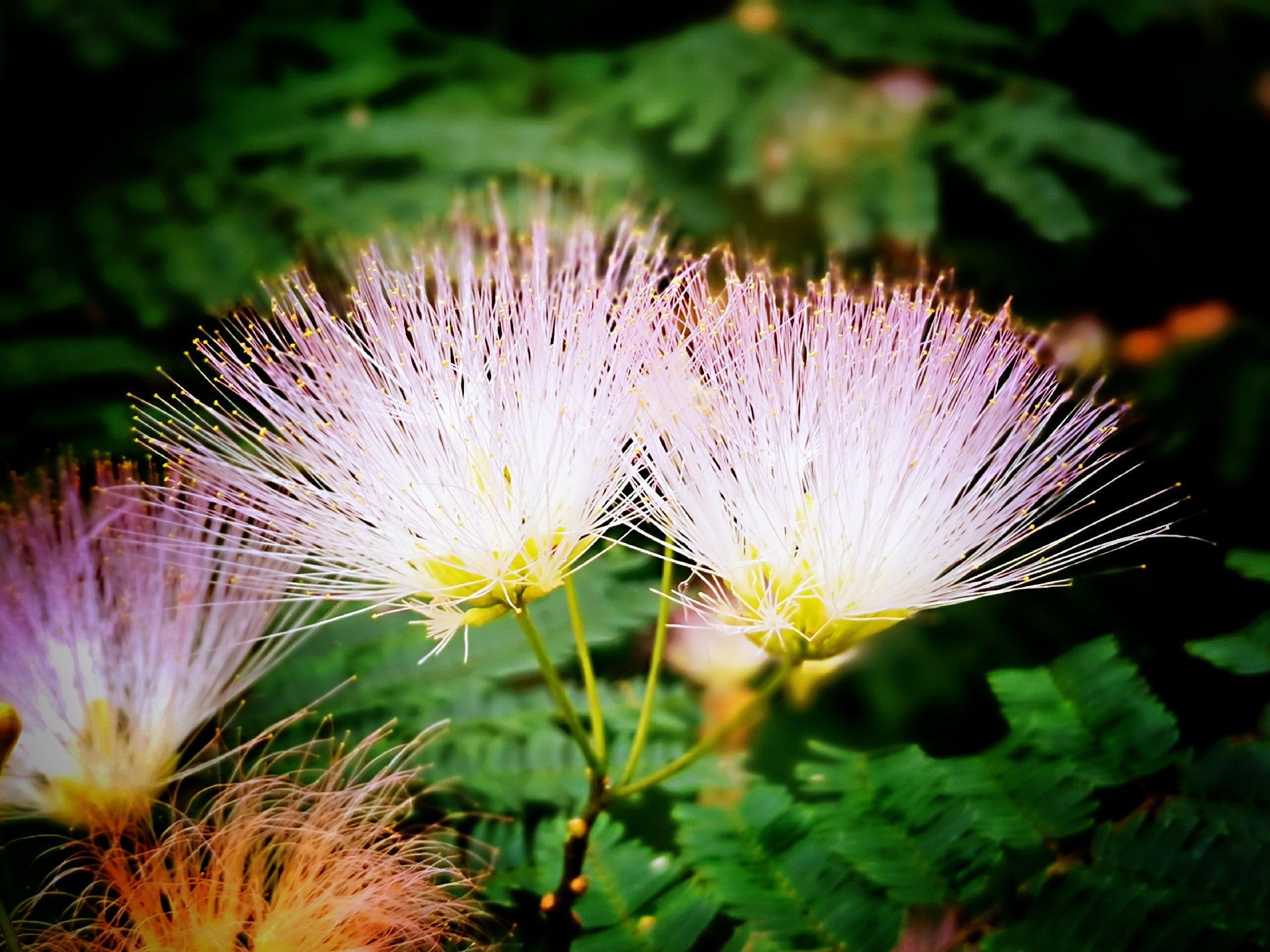 吉祥之花合欢树首发