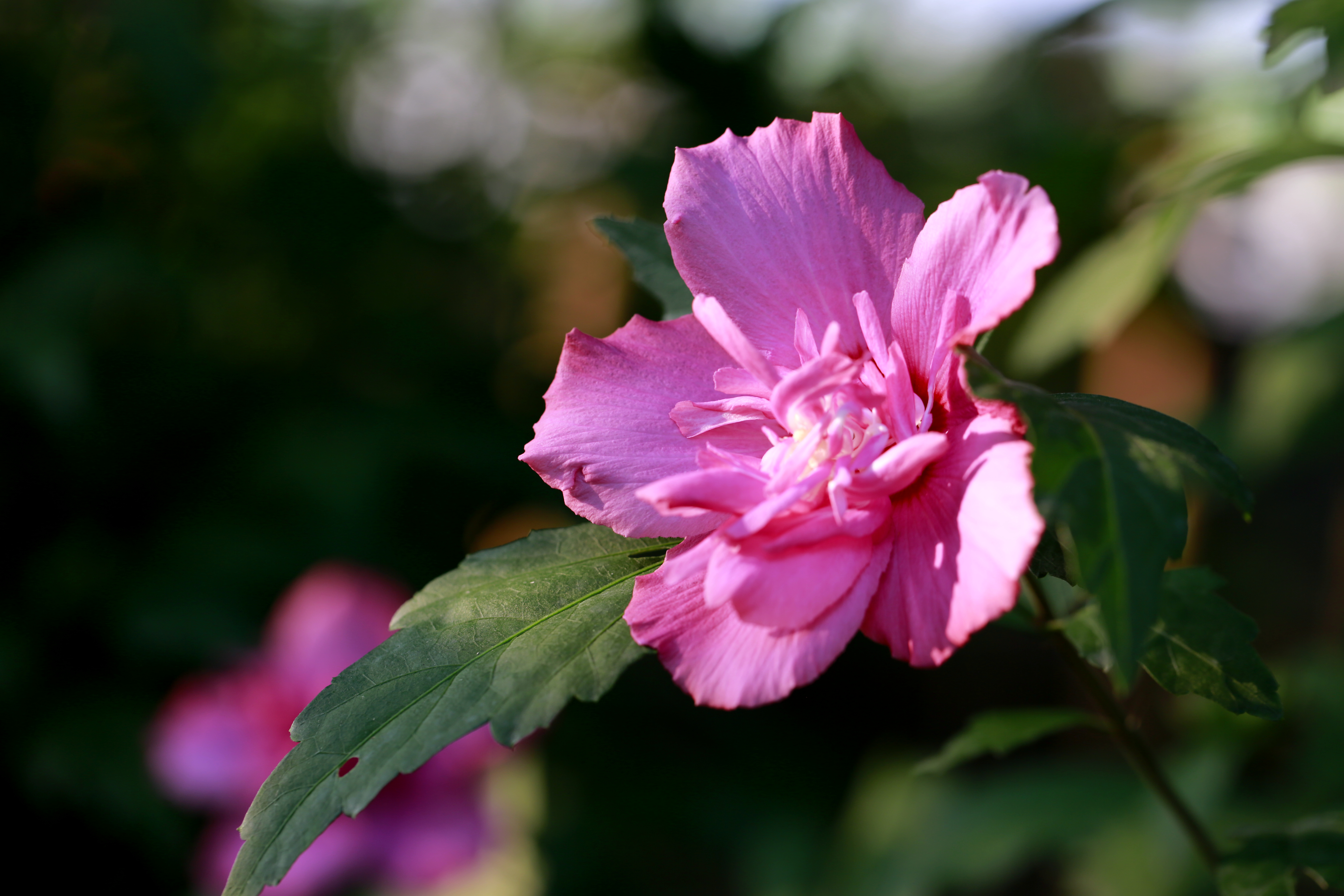 花是深红叶曲尘不将桃李共争春