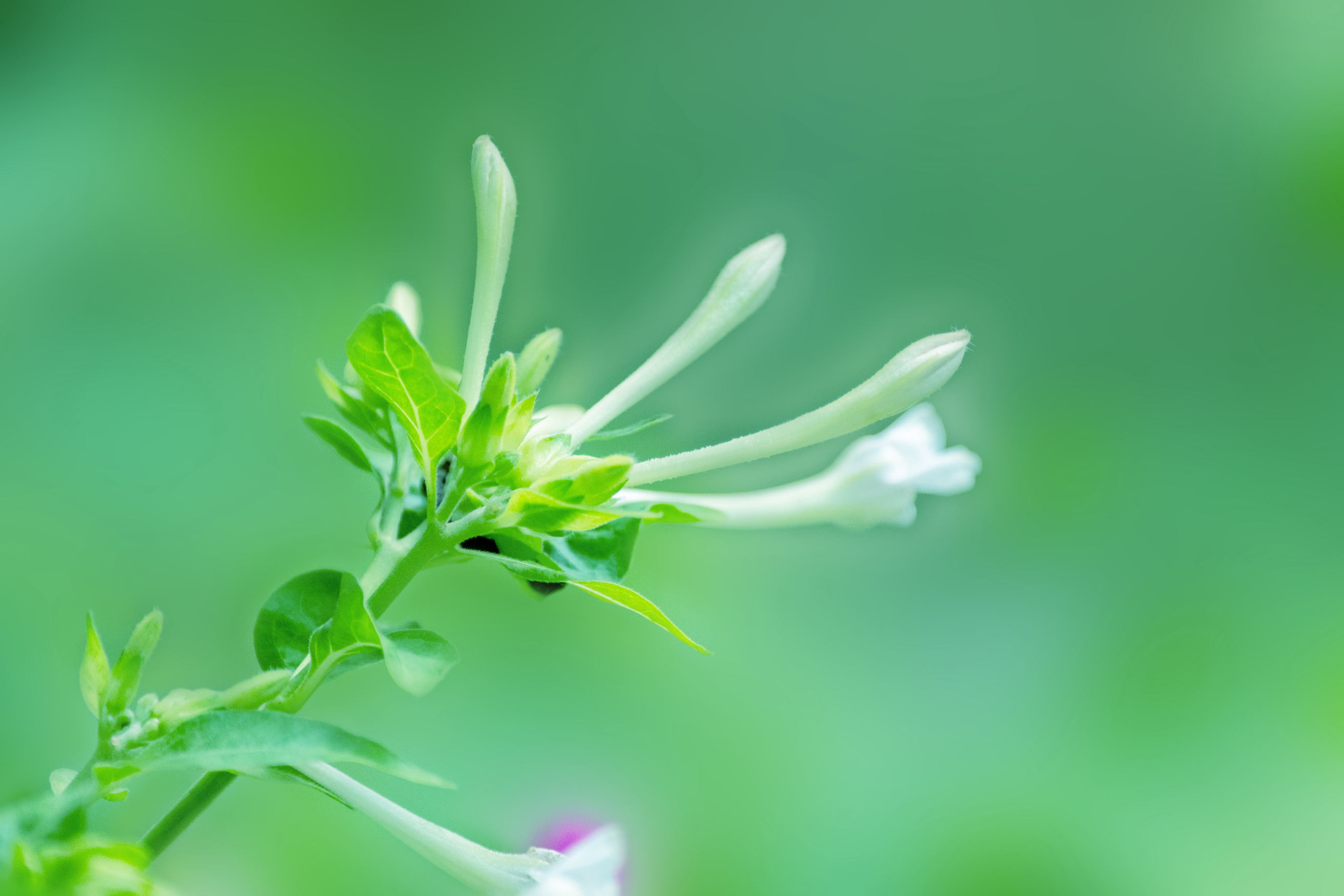 白色紫茉莉(首发)