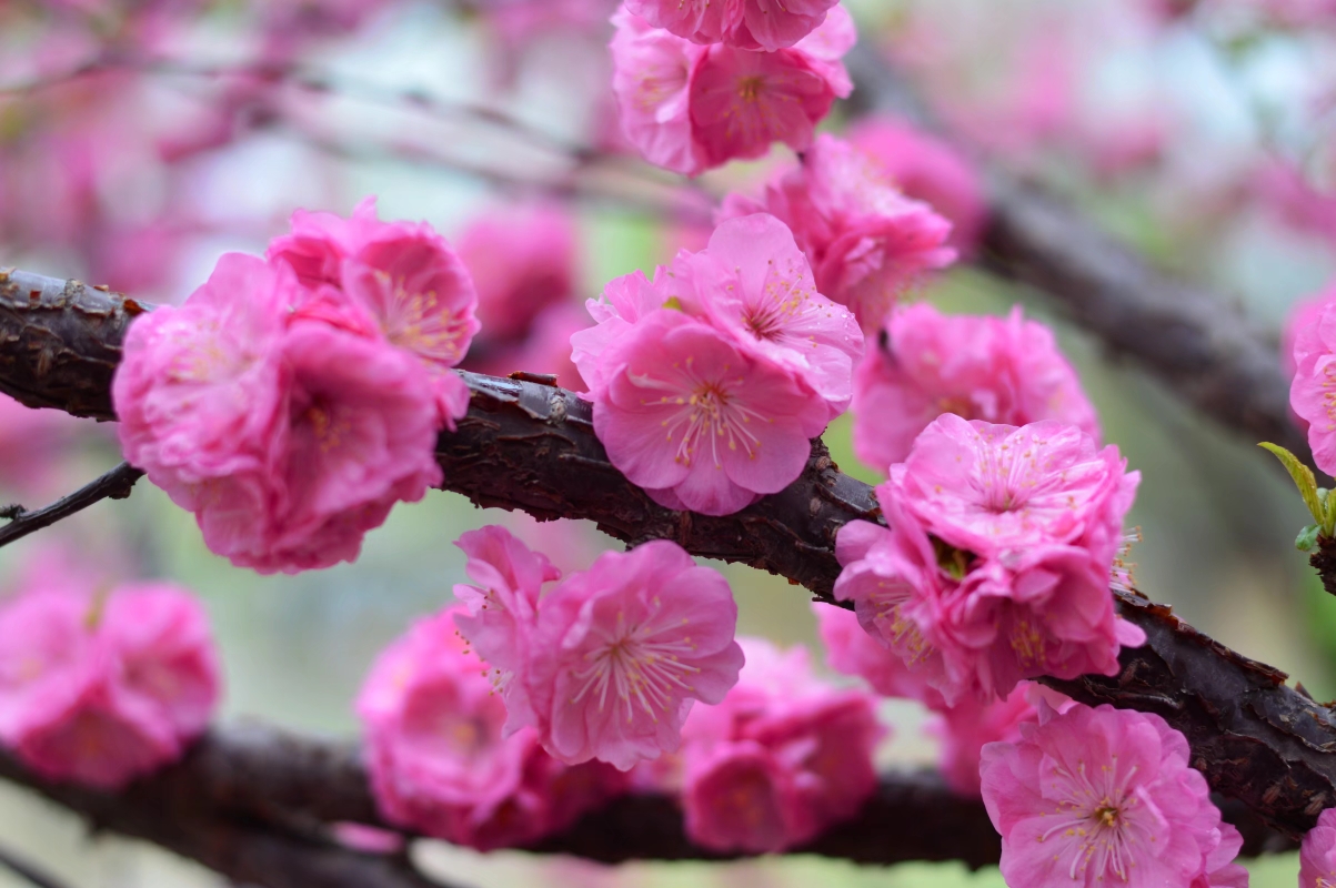 只爱桃花一抹红(原创)