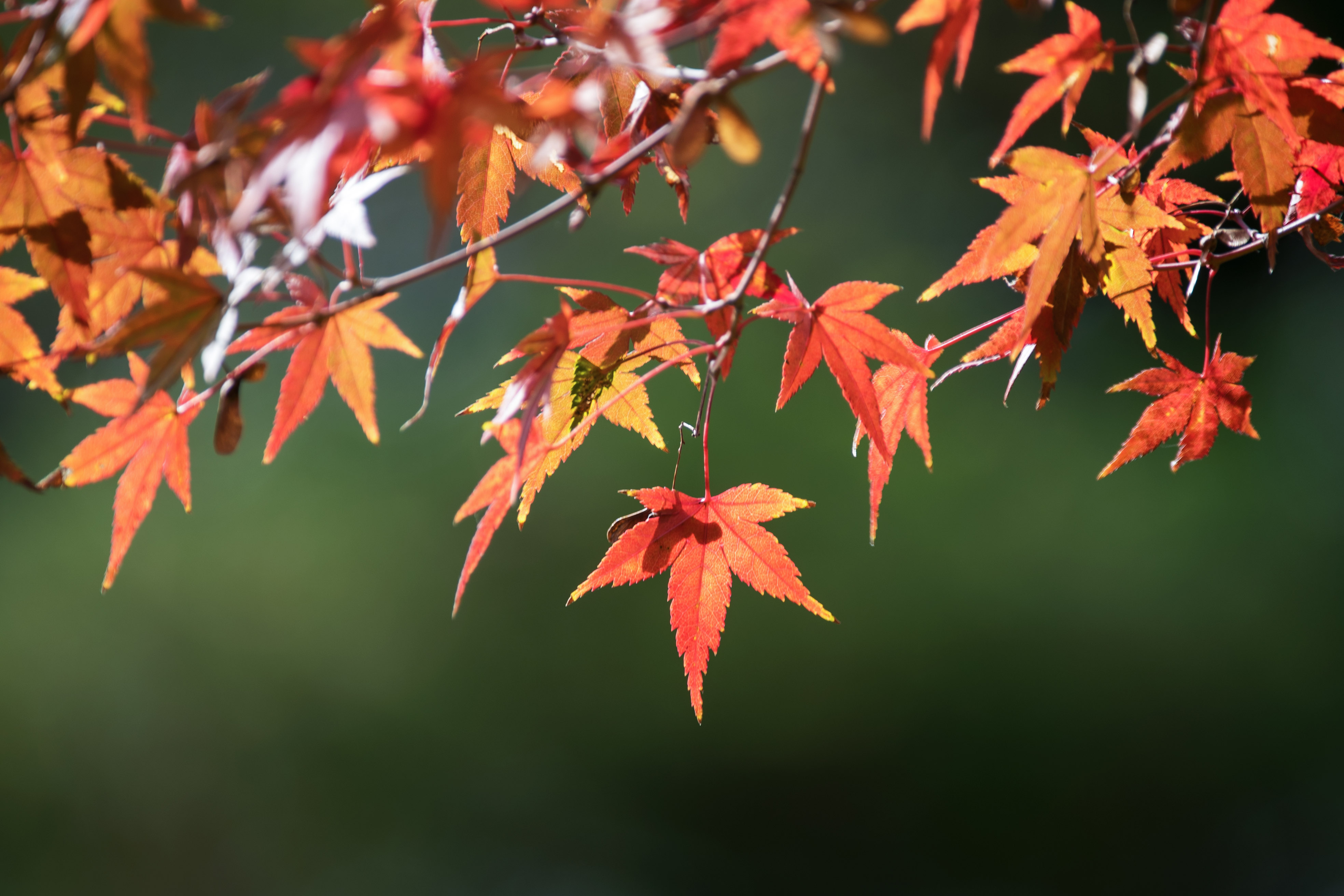 秋的色彩枫叶首发