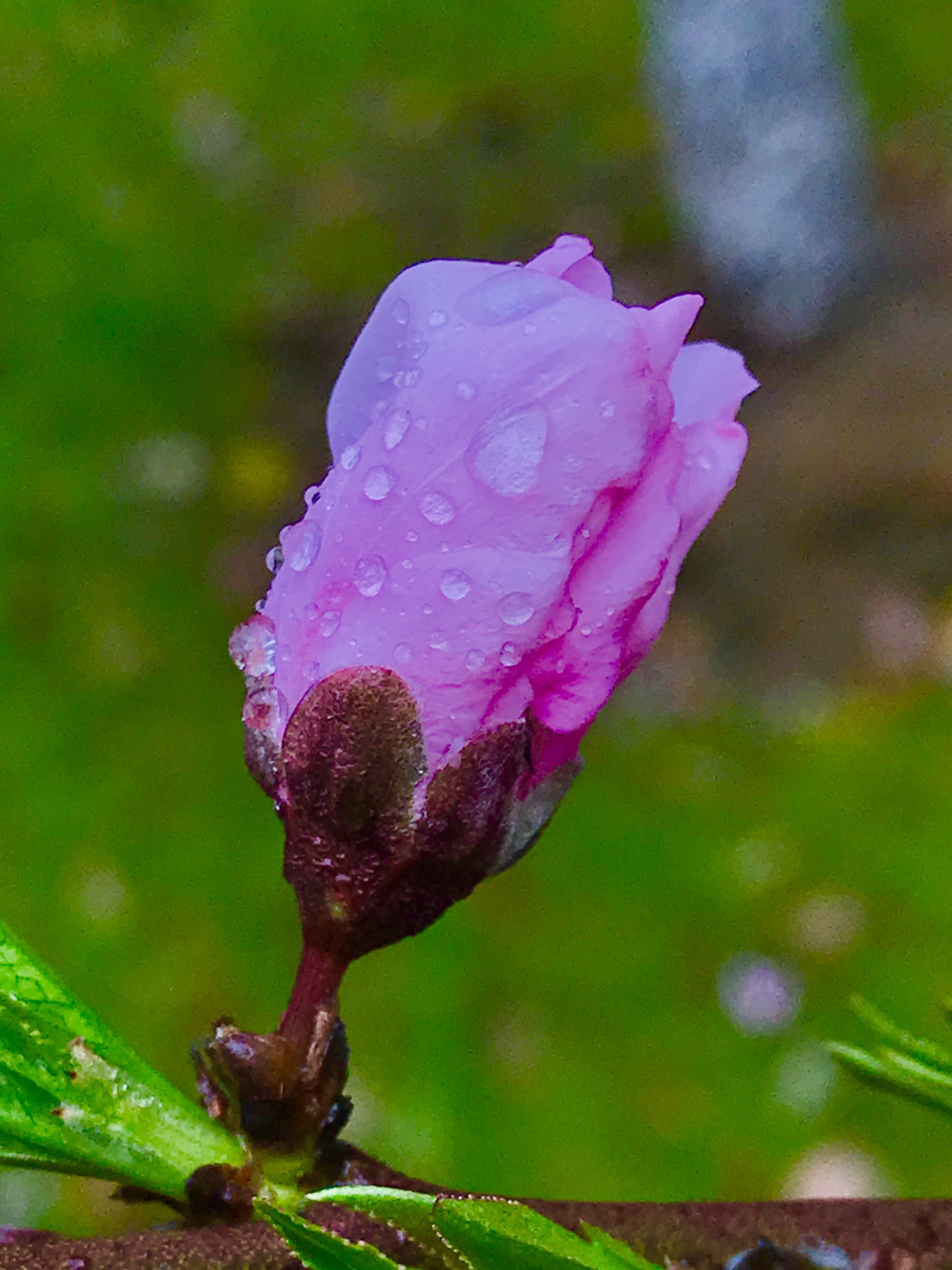 后院桃花雨中艳【首发】