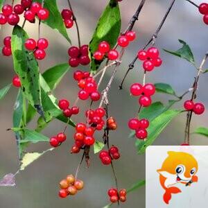 红彤彤的忍冬果