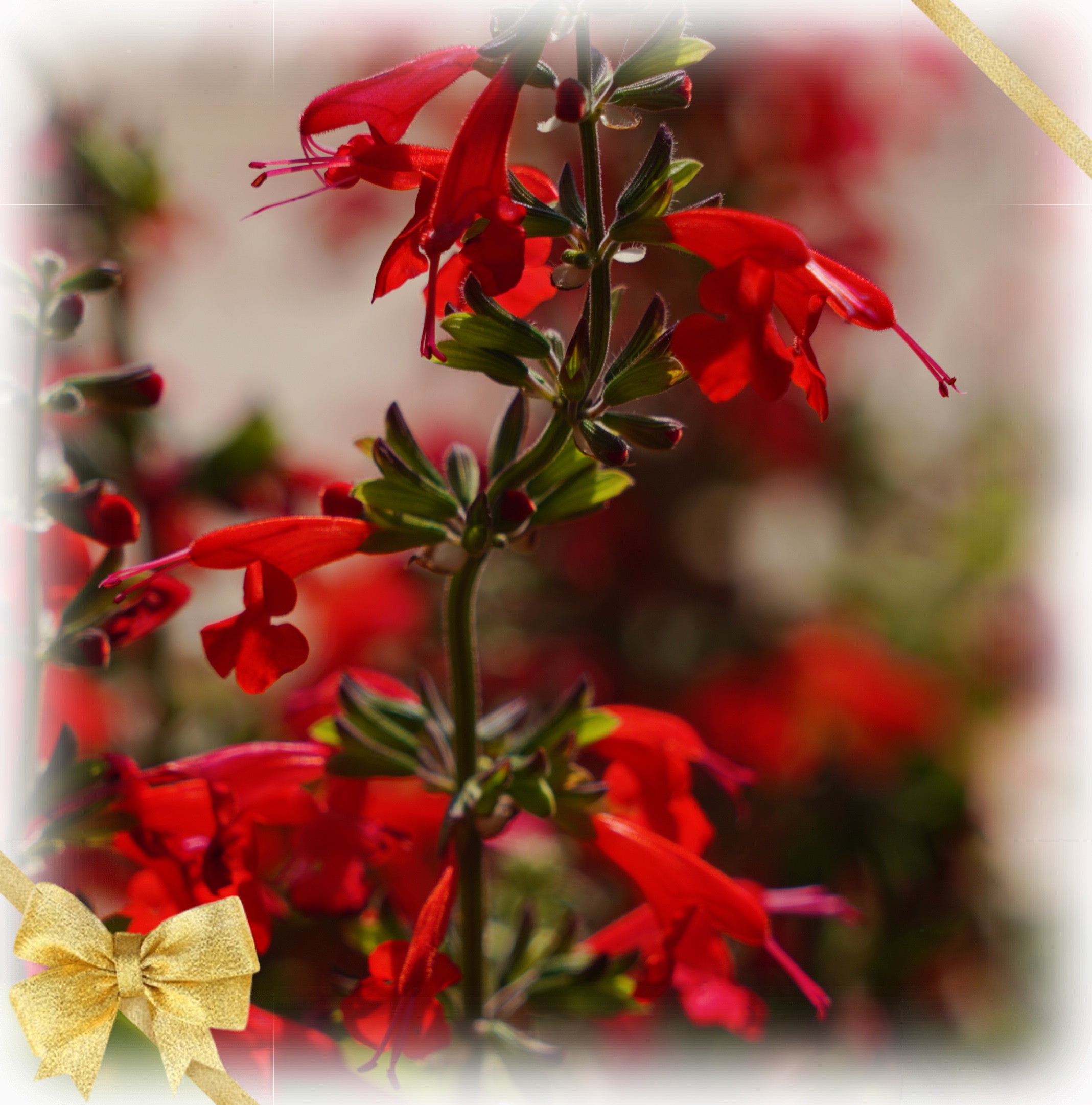 红红的朱唇花献给祖国首发