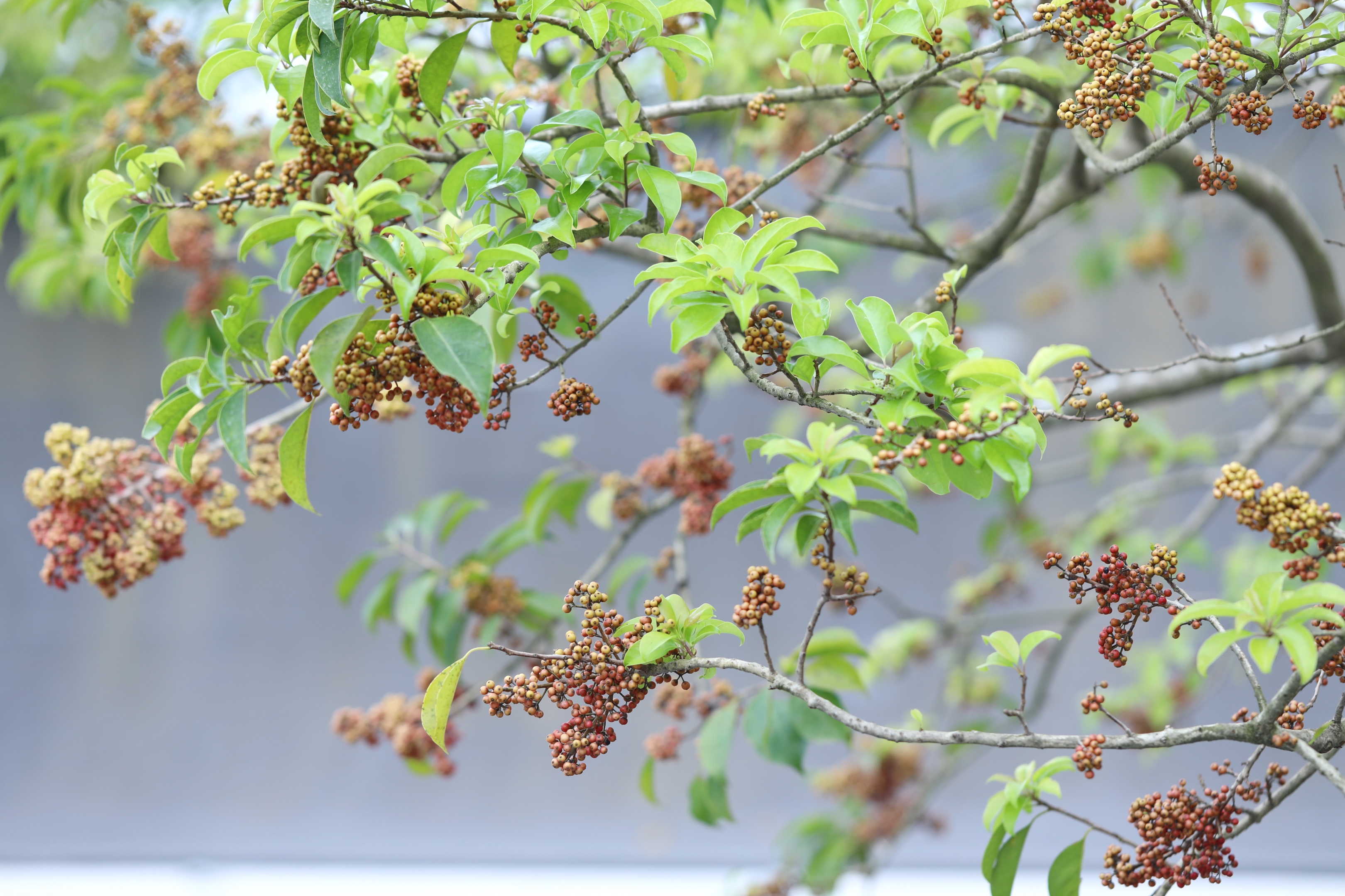 鐵冬青一樹紅果秋日俏首發