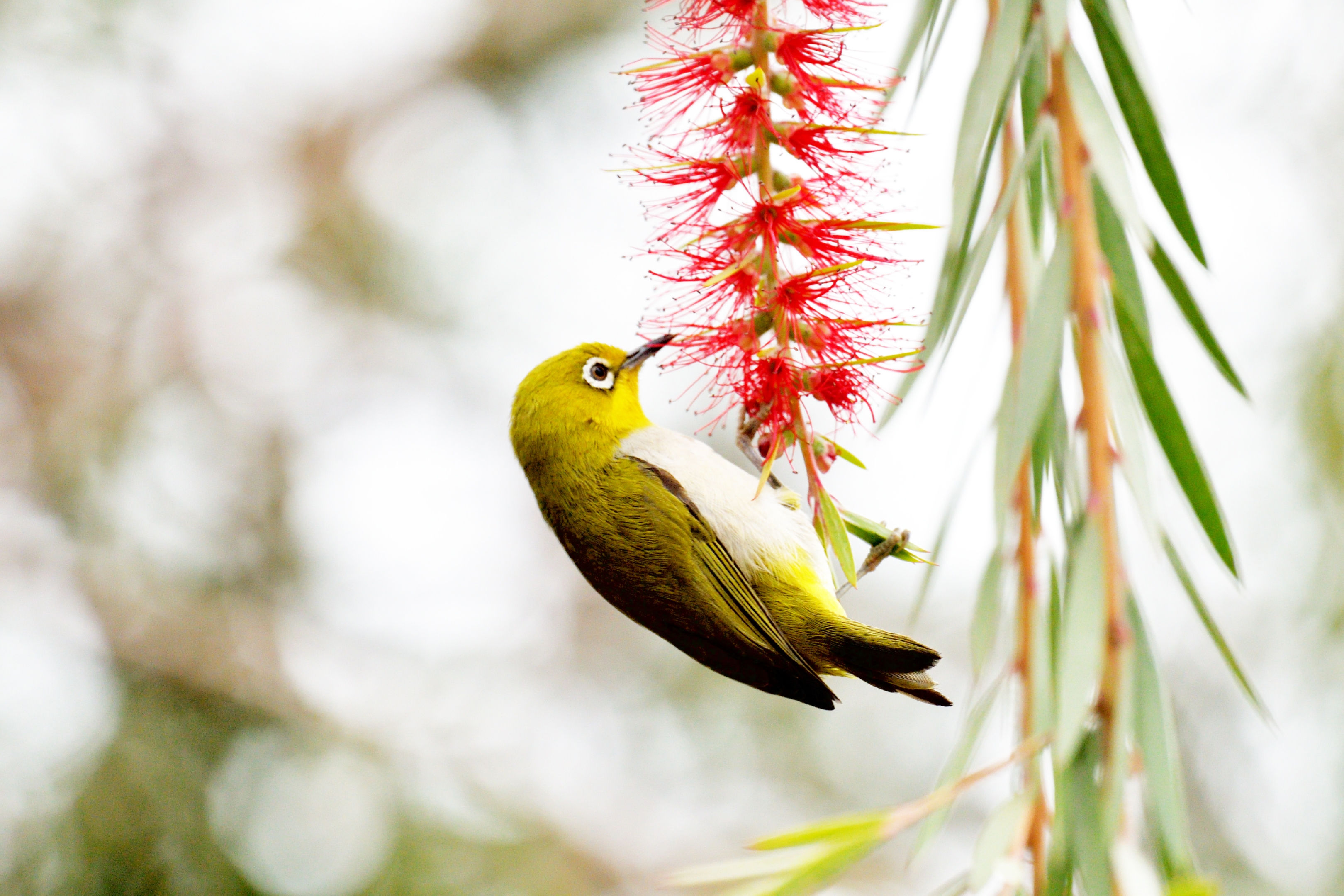 [首发]秋日绣眼鸟爱上串钱柳 2
