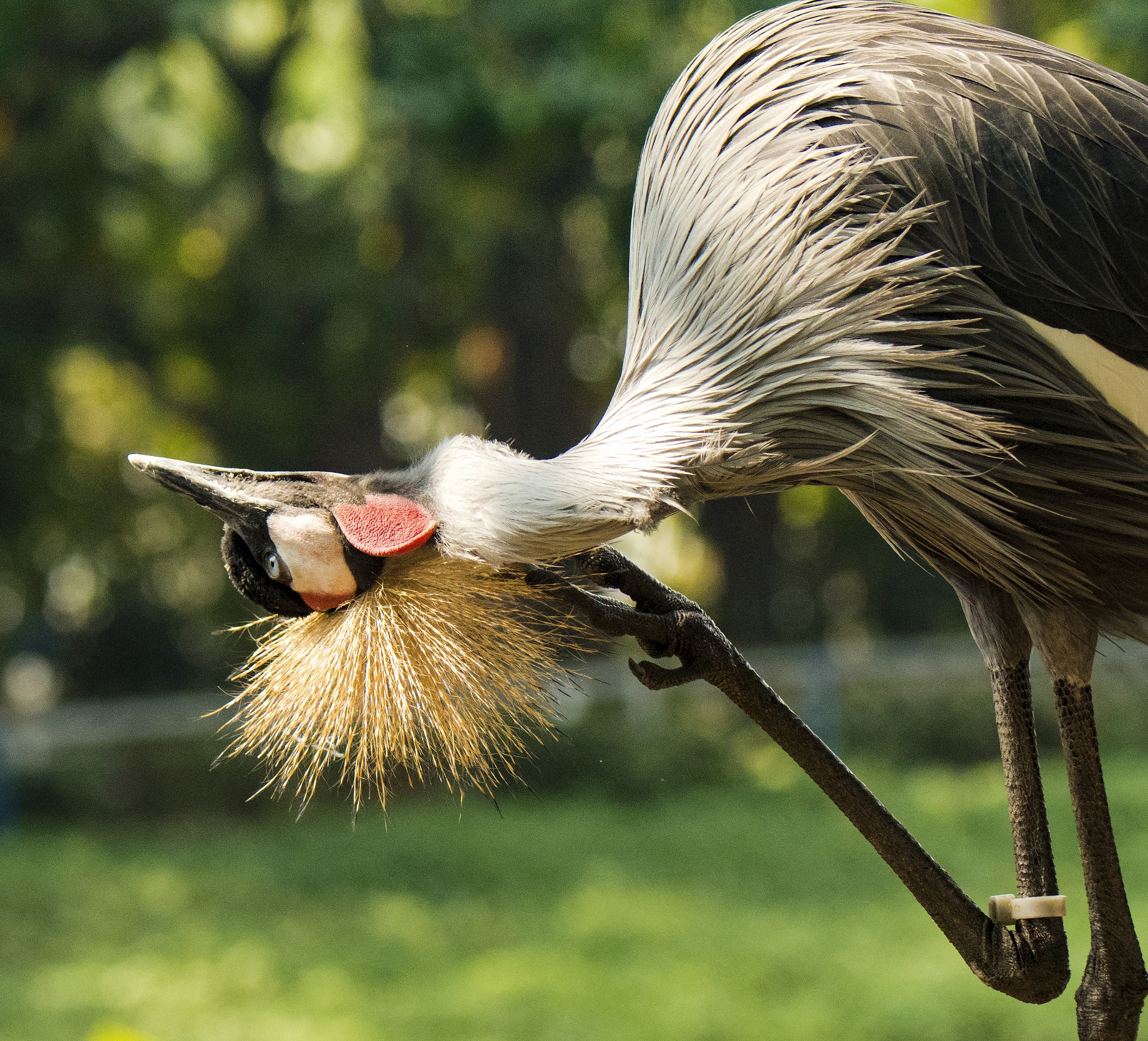 骄傲的皇冠鹤首发