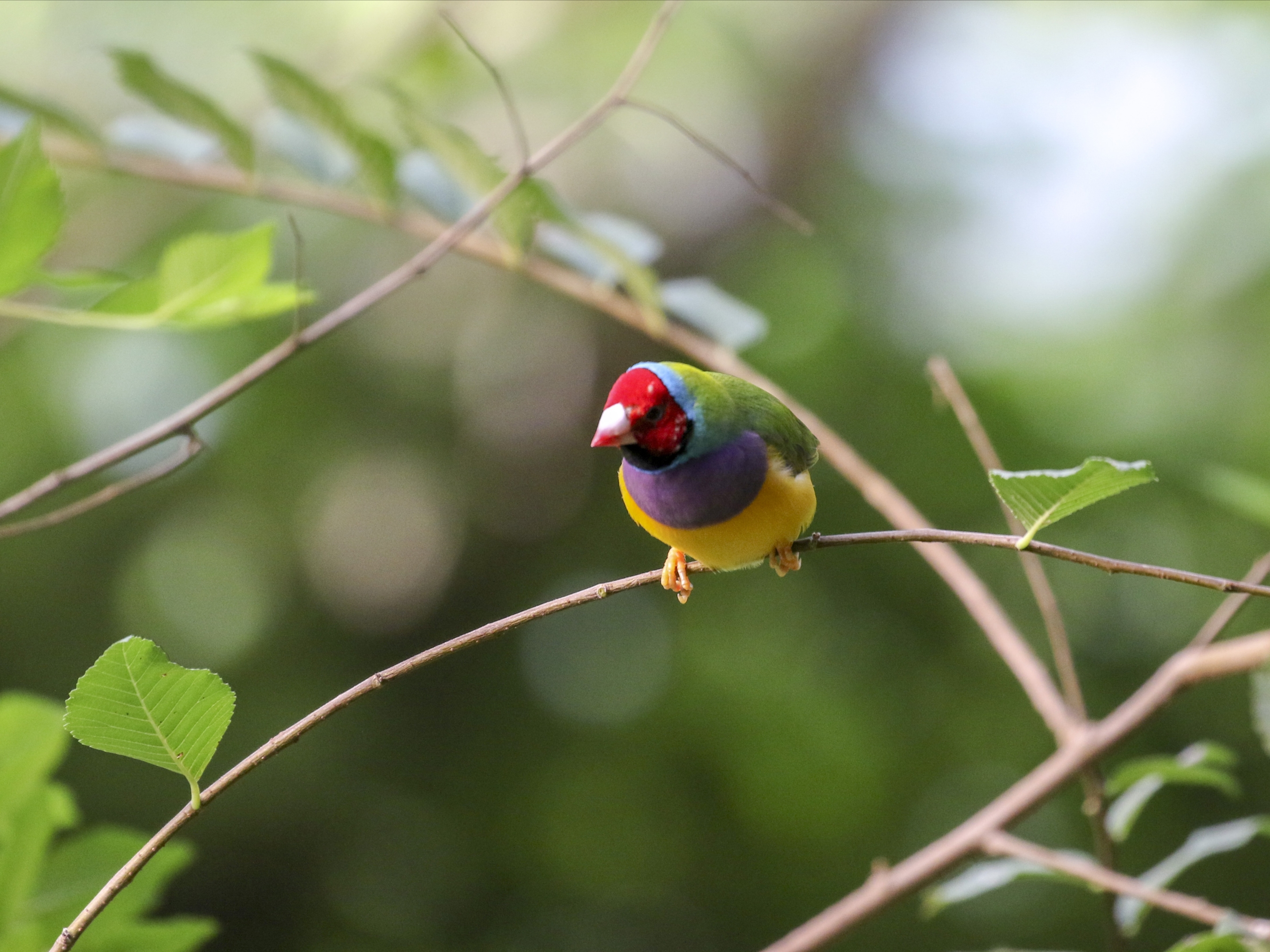 七彩文鸟vv首发