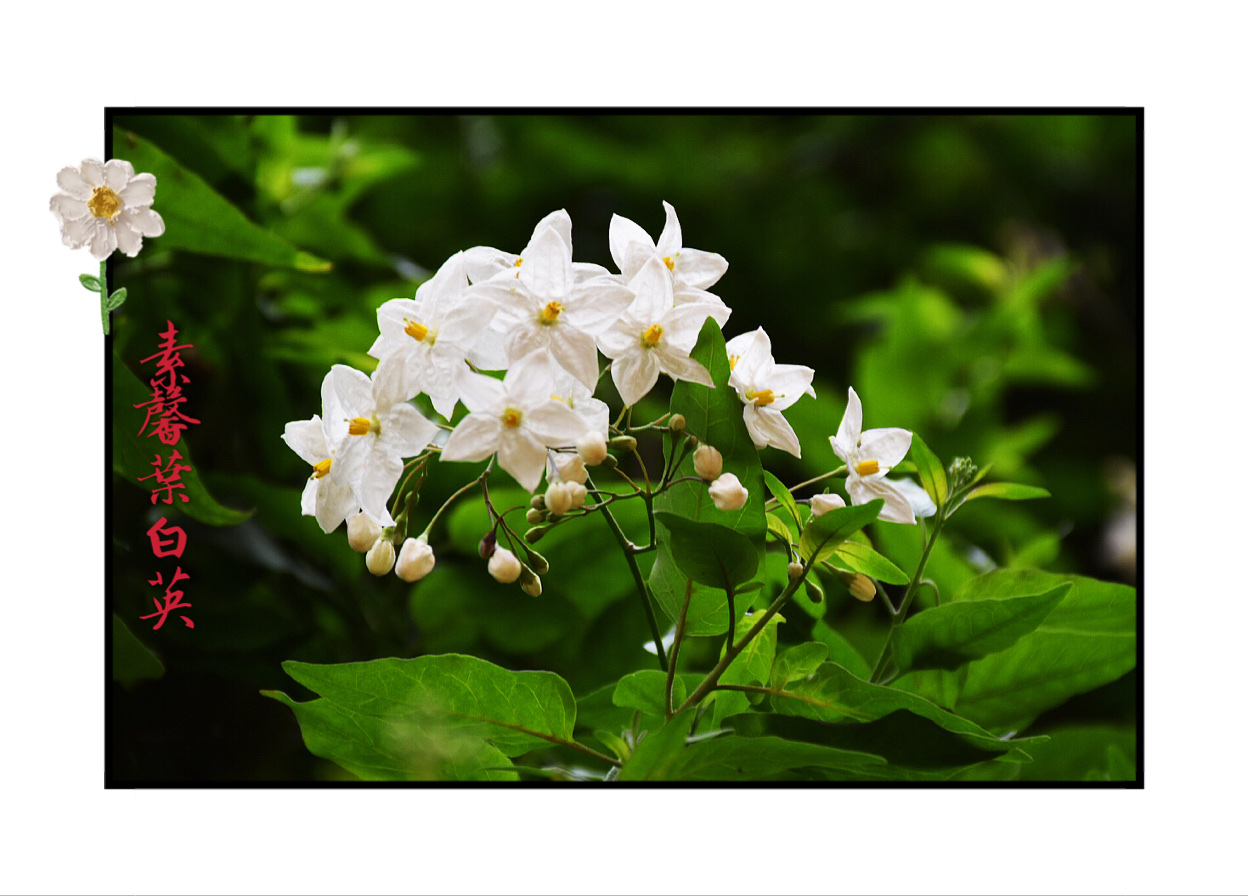 白素馨花的花语:「和蔼.可亲.」.属茄目茄科,性:耐寒,是常绿.