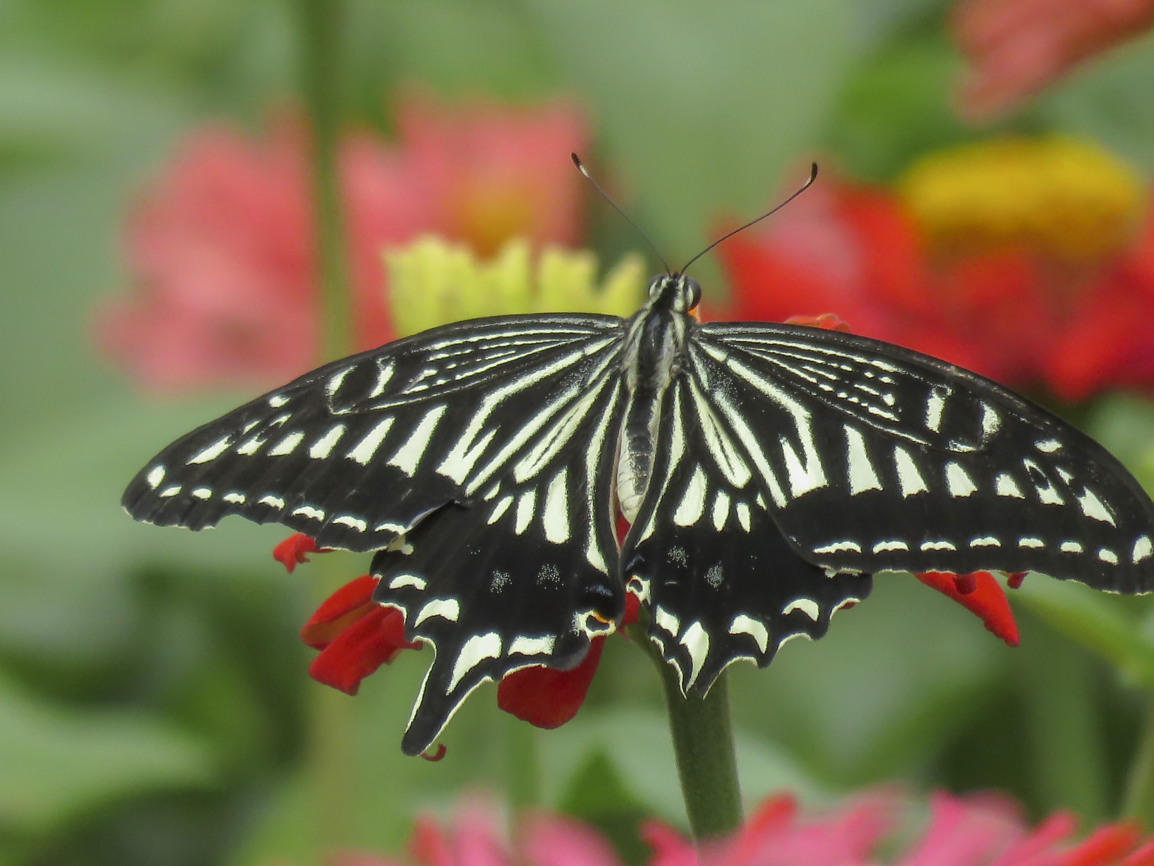 凤蝶花中舞vv首发