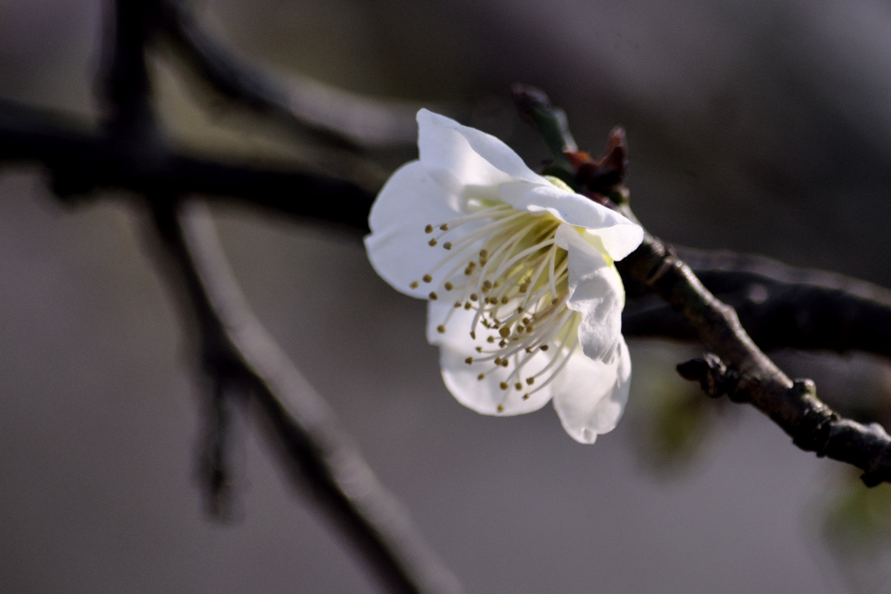 梅花系列一小绿萼梅(首发)